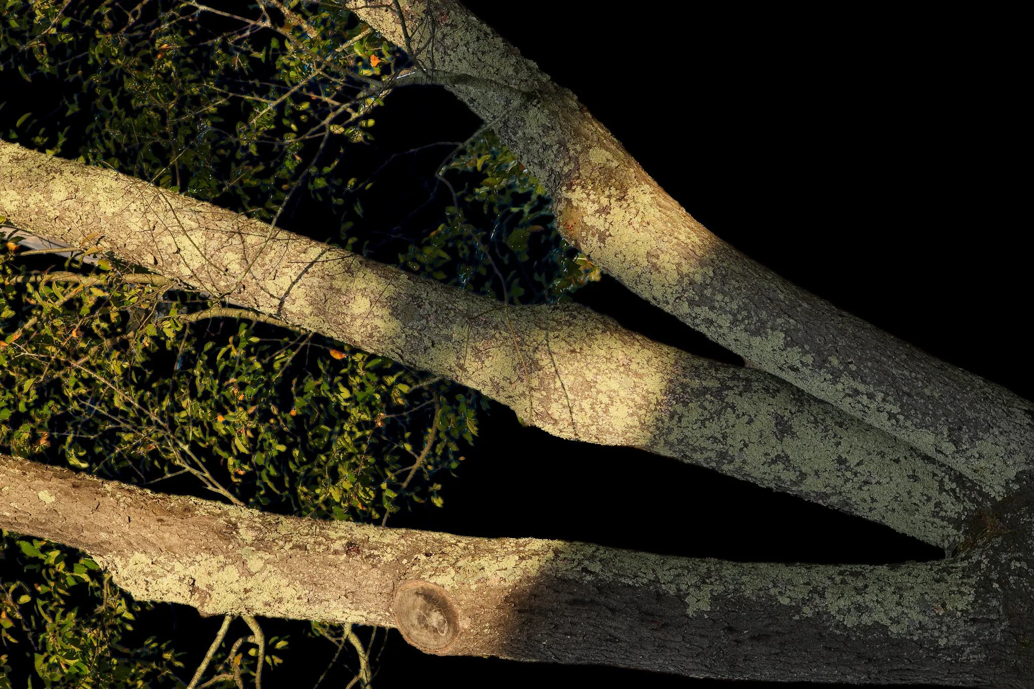 1. Branches at night (Hands and Branches)