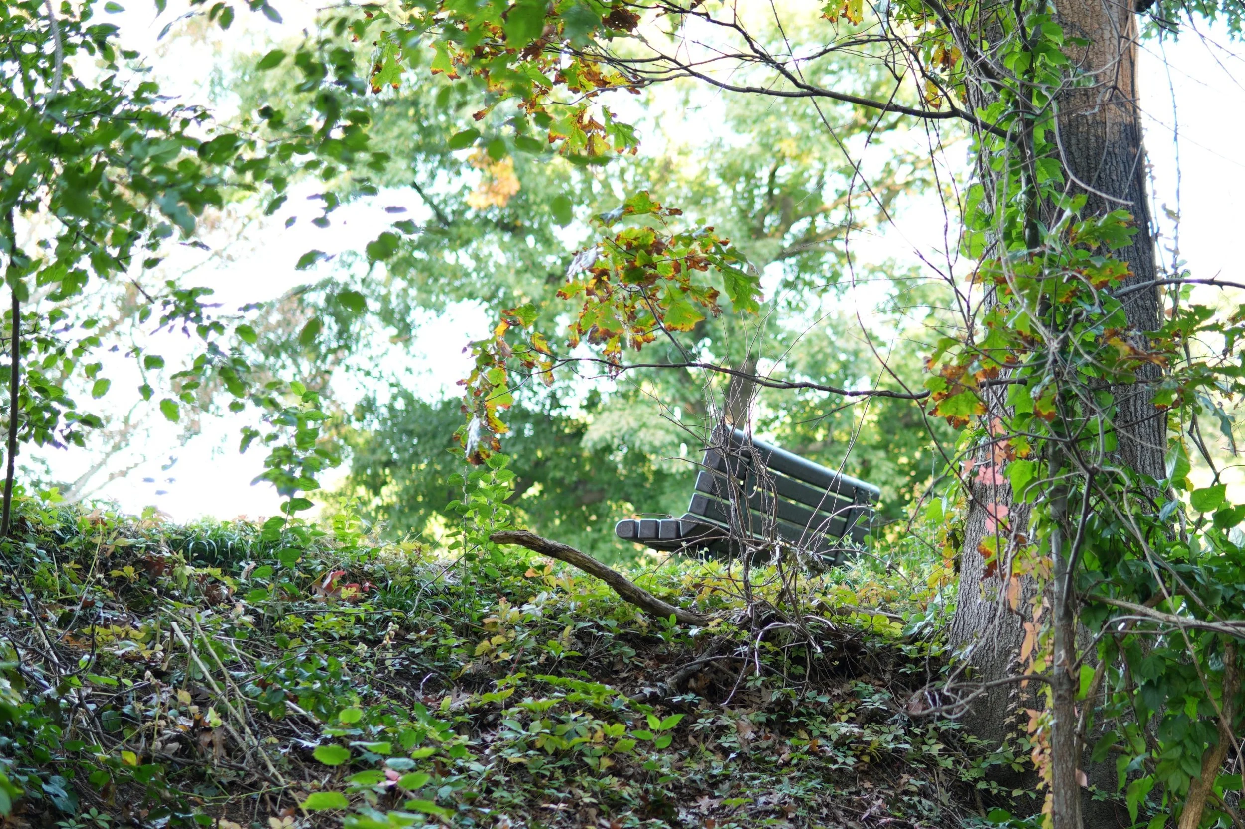 2. Bench through the trees