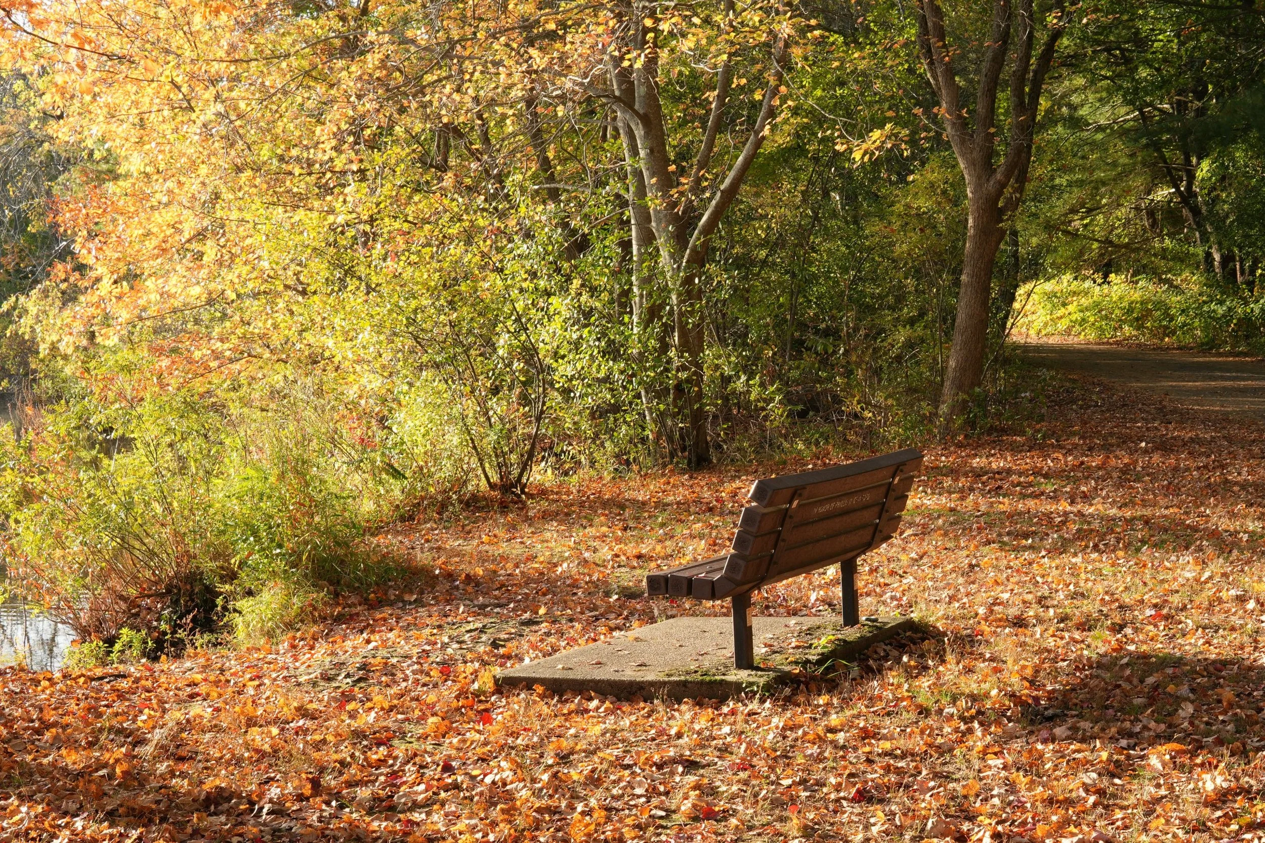 3. Bench in fallen leaves
