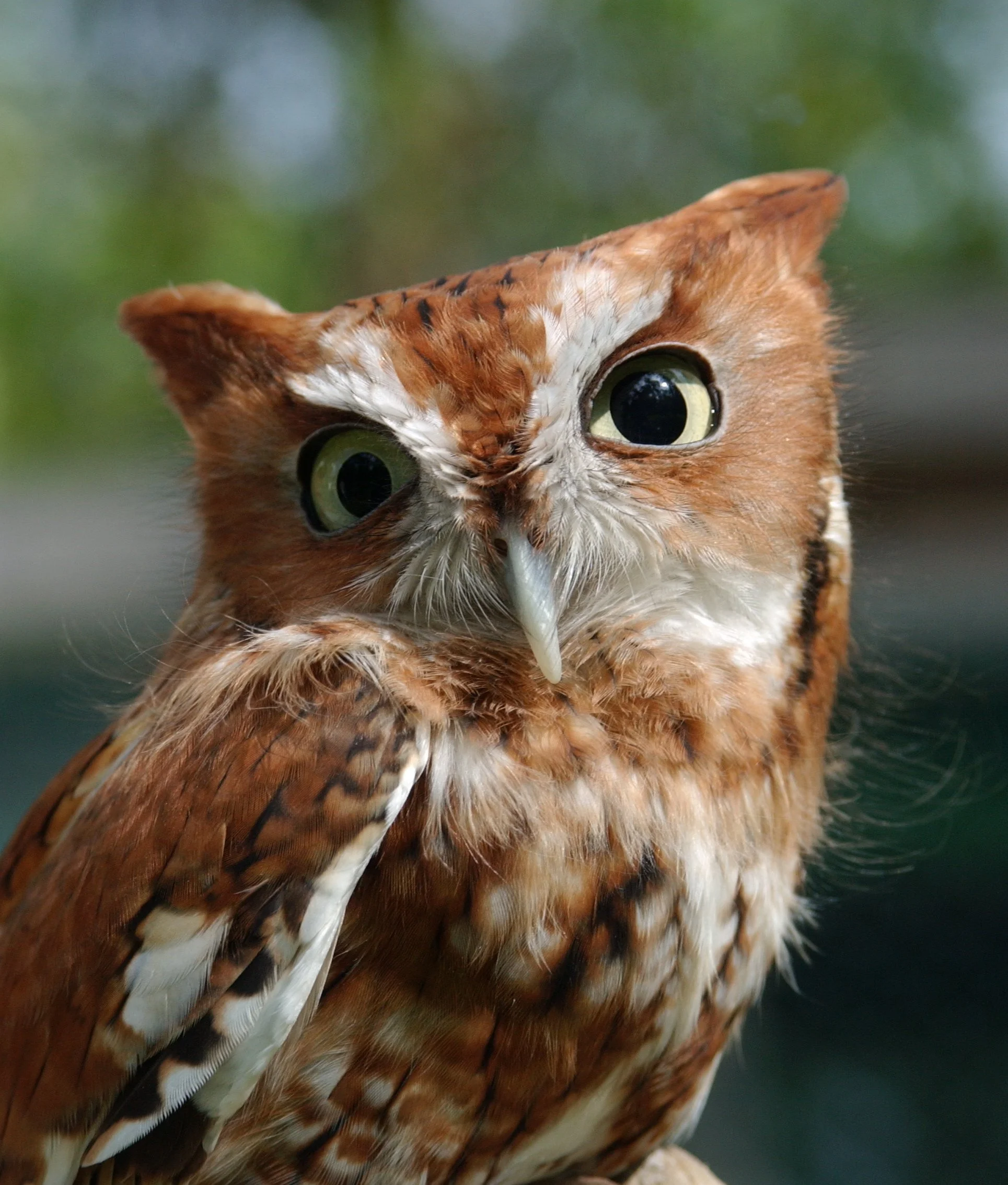 liFLOT5ma3.JPG (Copy)