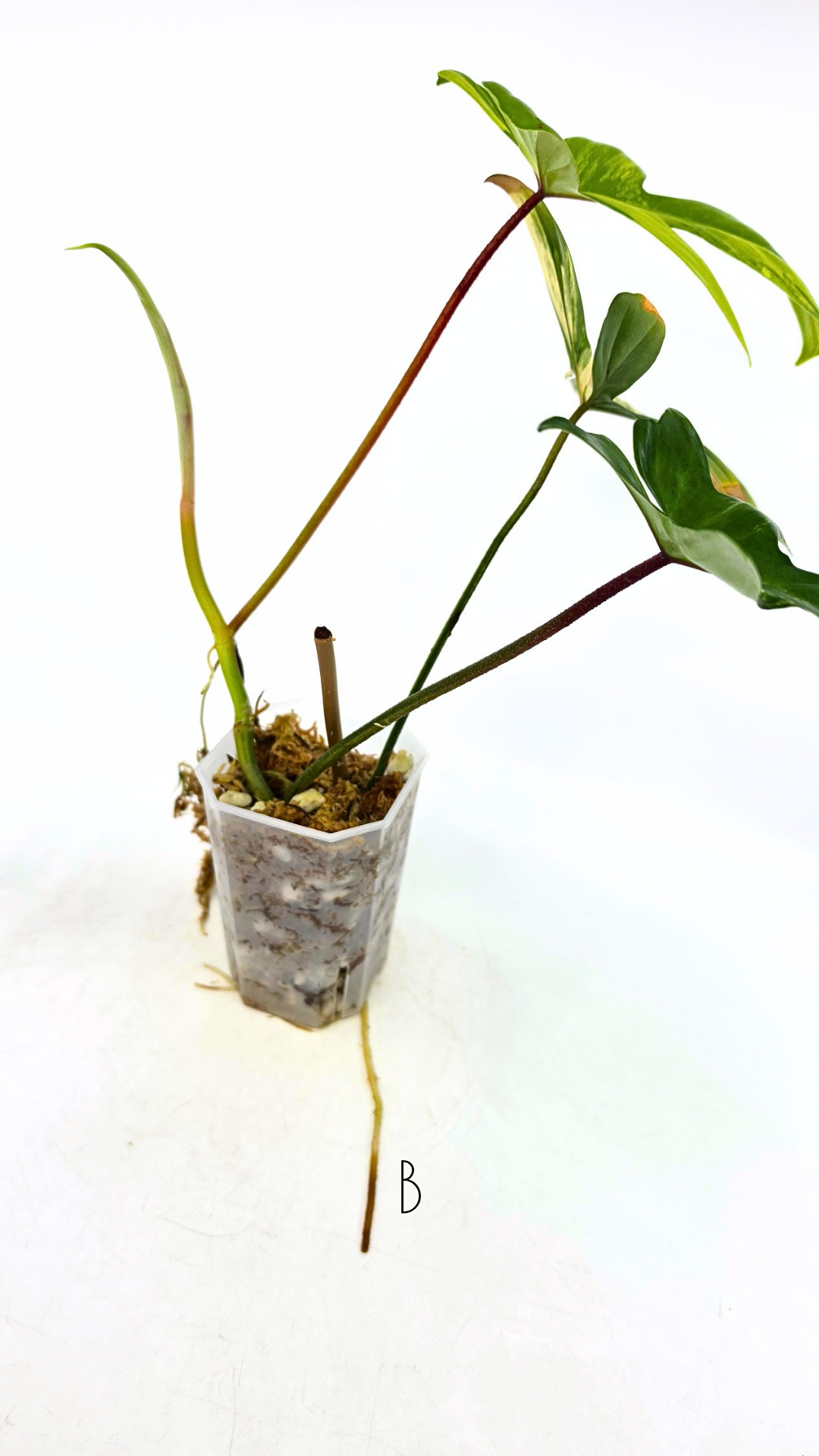 Rare indoor plant Philodendron Florida Beauty Varigated available at rare plant shop The Leaf Gallery in Perth, Western Australia