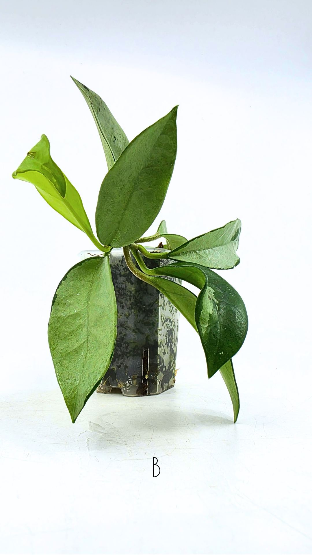 Rare Hoya AH074 available for sale at rare plant shop The Leaf Gallery in Perth, Western Australia