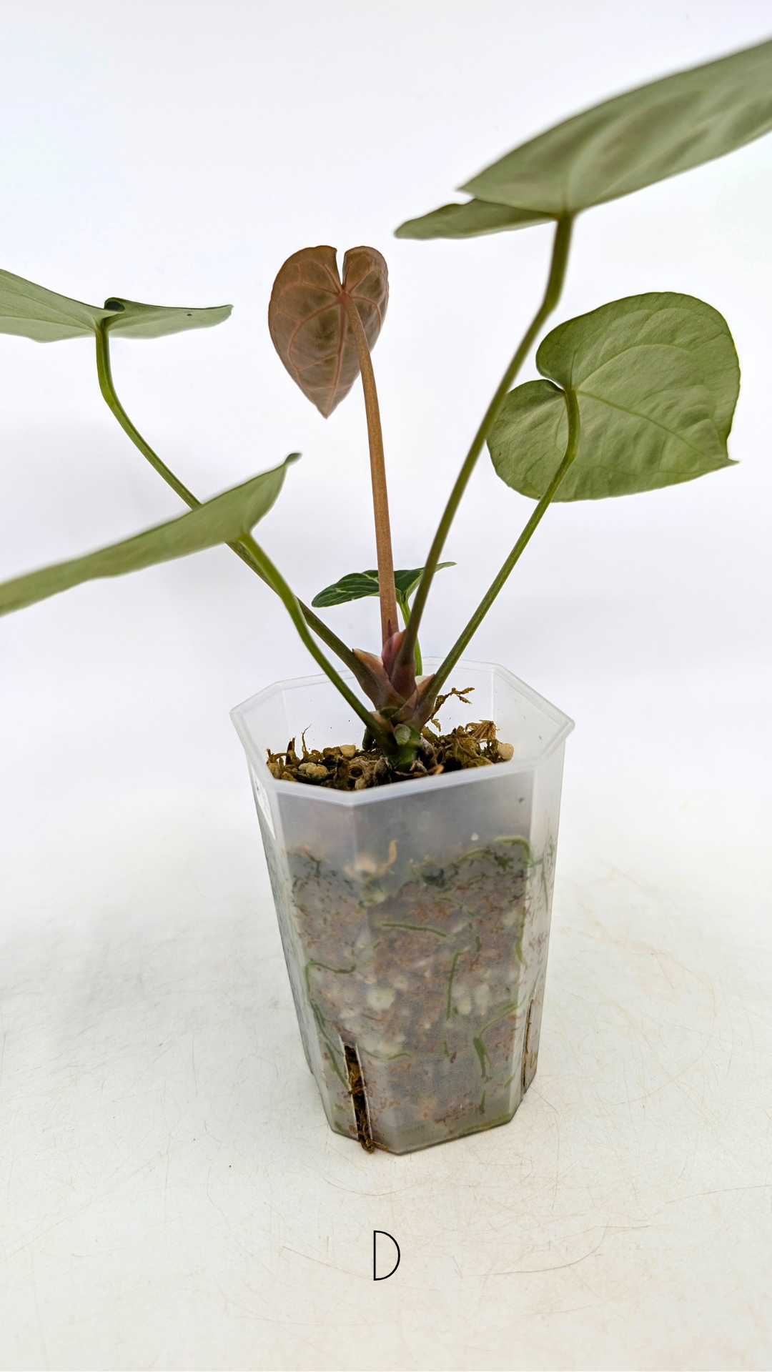 Rare anthurium hybrid Anthurium Dark Forgetii x Bessae Aff X Anthurium Michelle by The Leaf Gallery in Perth, Western Australia