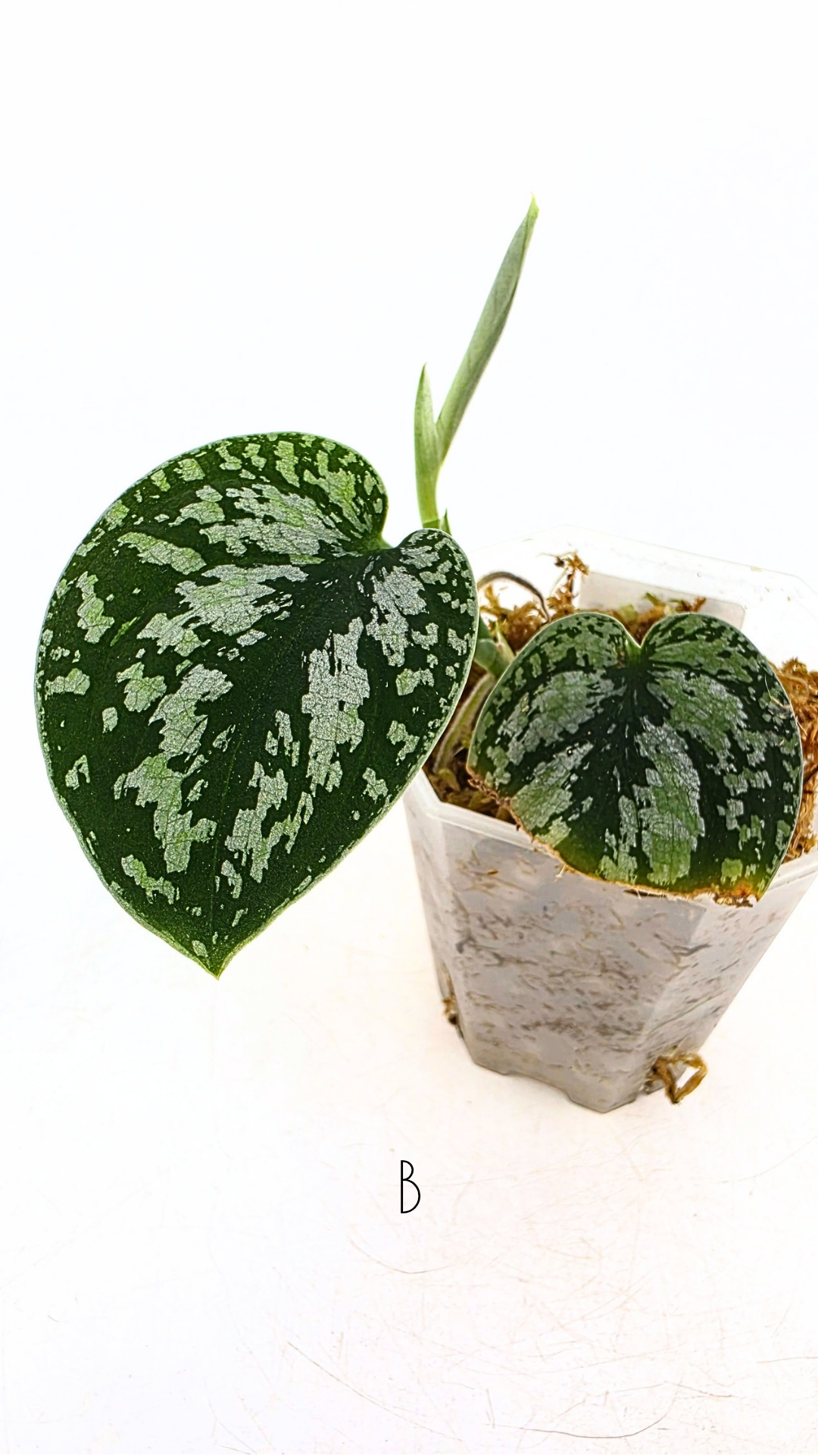Rare indoor plant Scindapsus Dark Silver Tricolour available for sale at rare house plant shop The Leaf Gallery in Perth, Western Australia