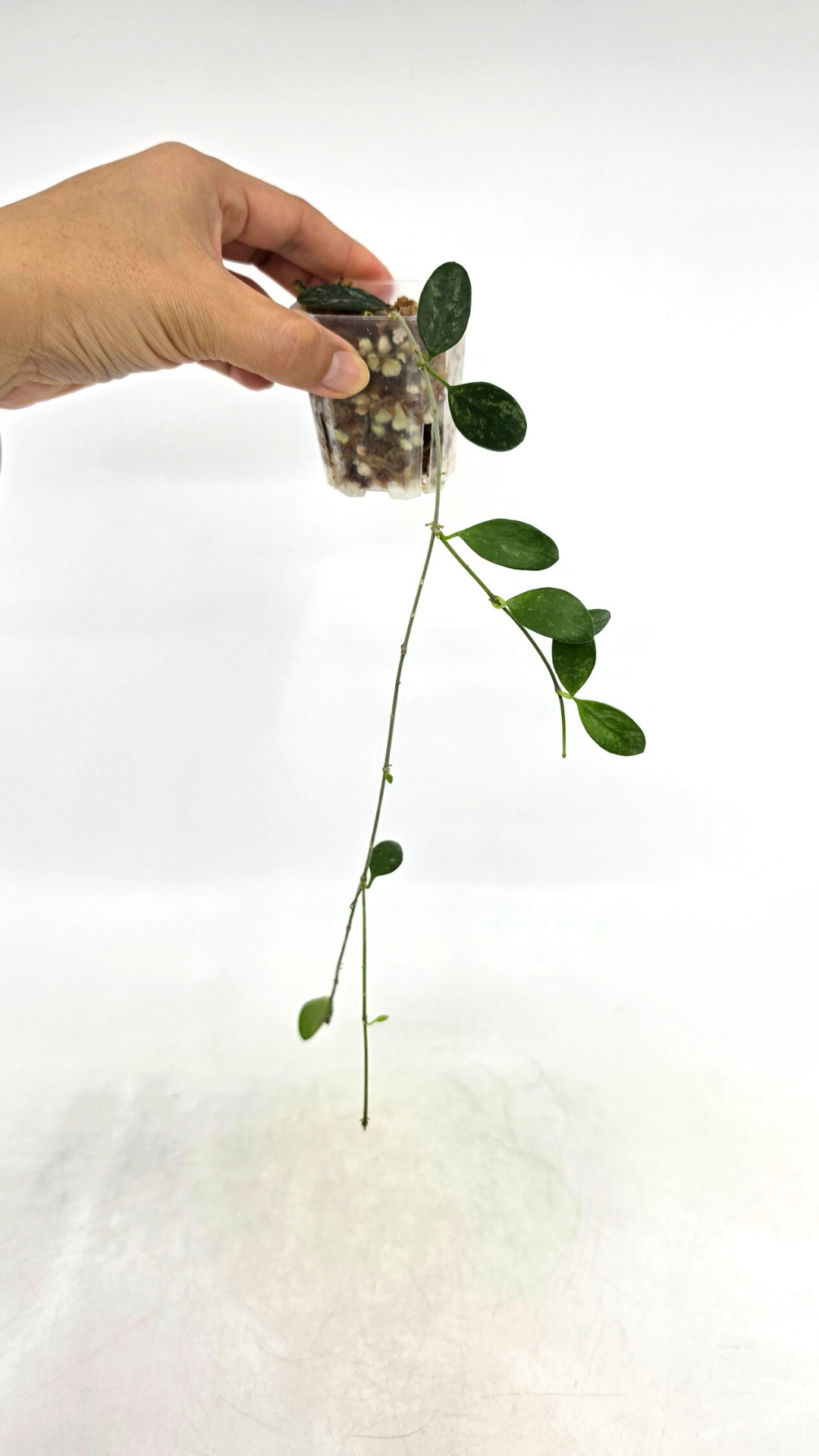 Rare waxplant Hoya Lima Splash available for sale at rare indoor plant shop The Leaf Gallery in Perth, Western Australia