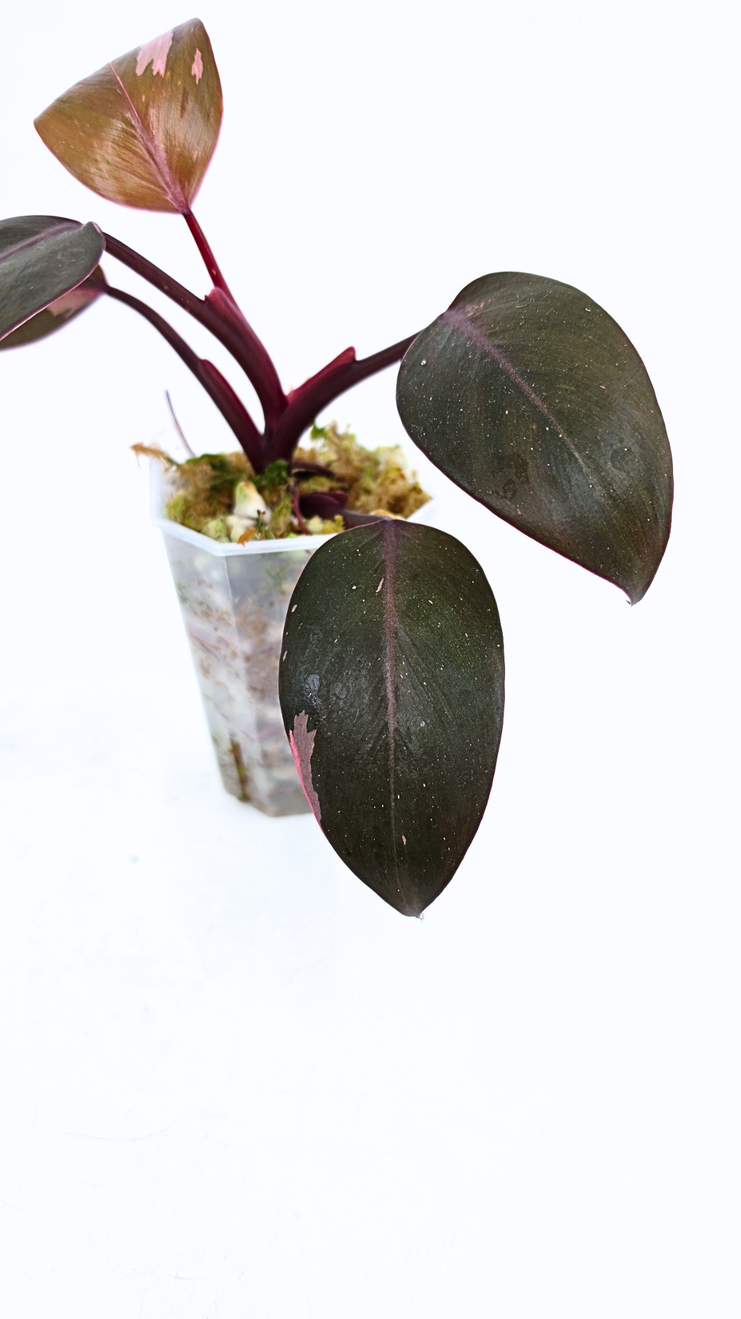 Philodendron pink princess variegated available for sale at rare indoor house plant shop The Leaf Gallery in Perth, Western Australia