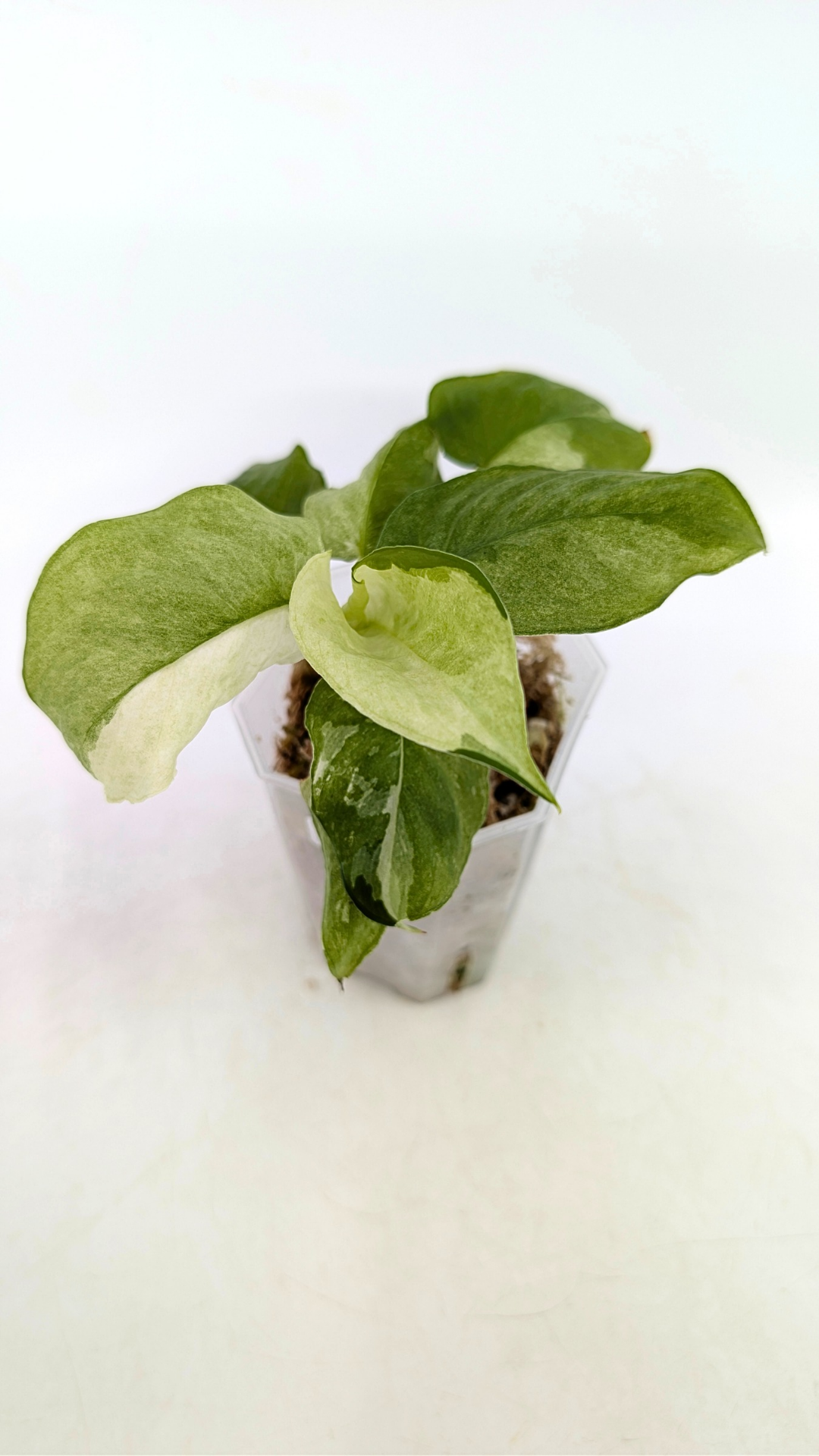 Rare indoor plant Homalomena Sp Borneo Marble Variegated available for sale at rare plant shop The Leaf Gallery in Perth, Western Australia