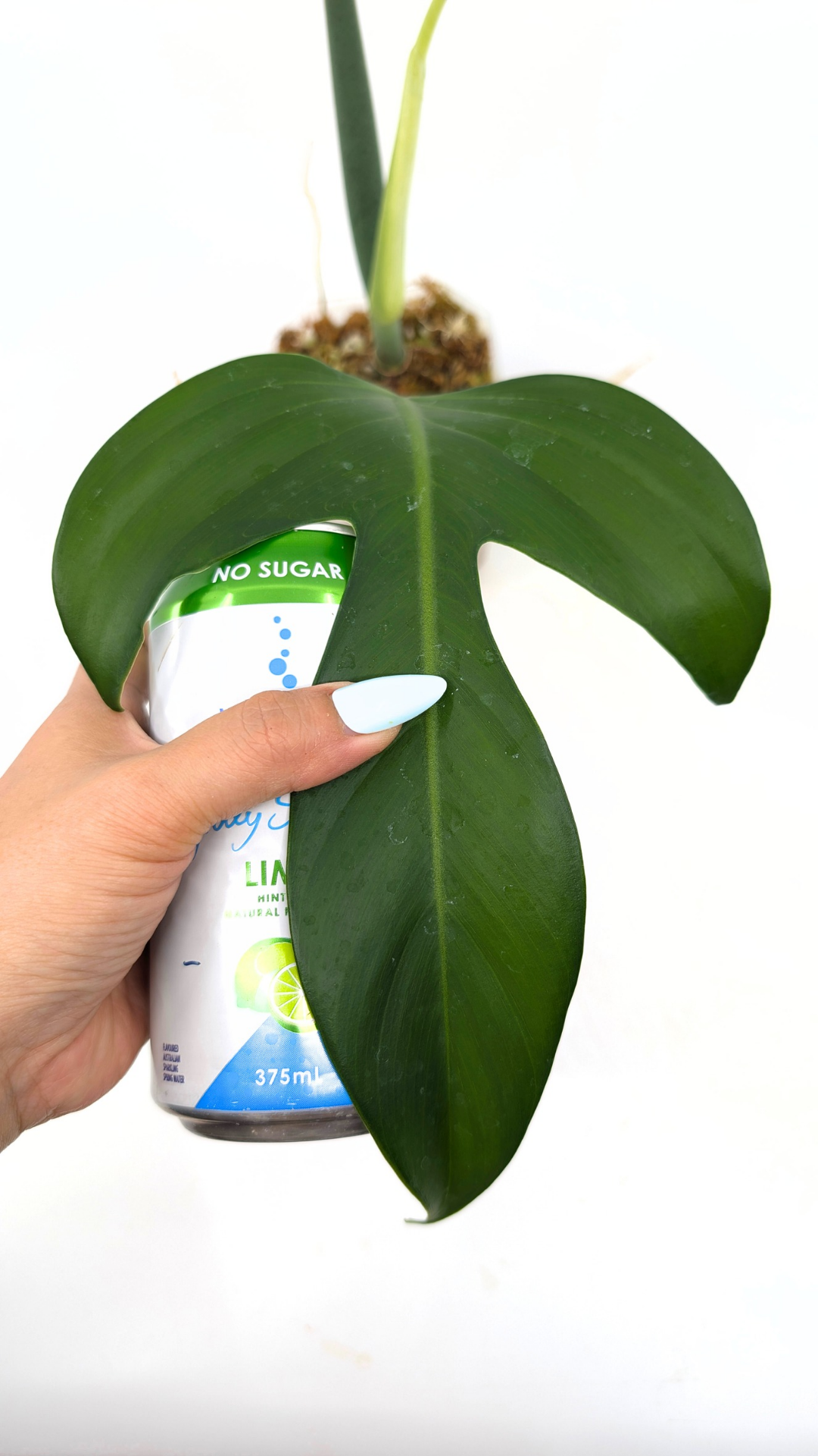 Rare indoor plant Philodendron Panduriforme available for sale at rare house plant shop The Leaf Gallery in Perth, Western Australia.