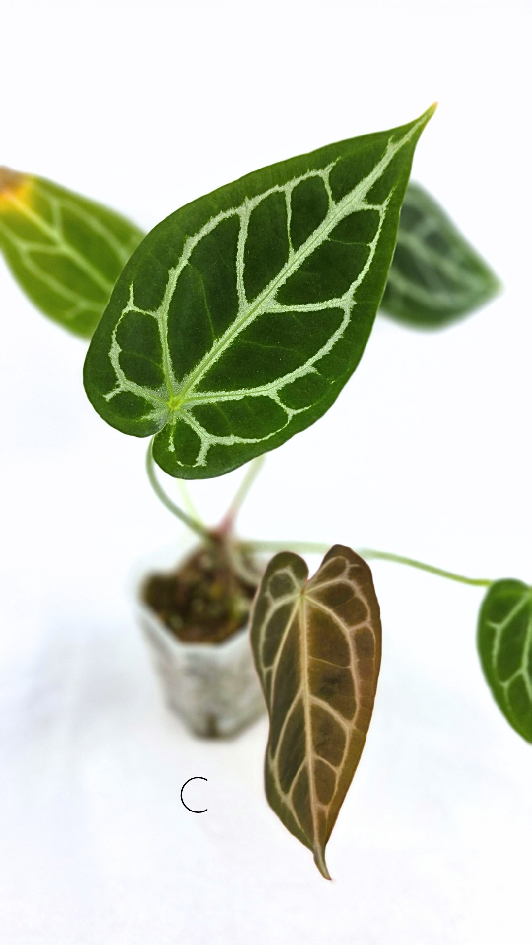 Rare anthurium hybrid Anthurium Dark Forgetii x Bessae Aff X Anthurium Michelle by The Leaf Gallery in Perth, Western Australia
