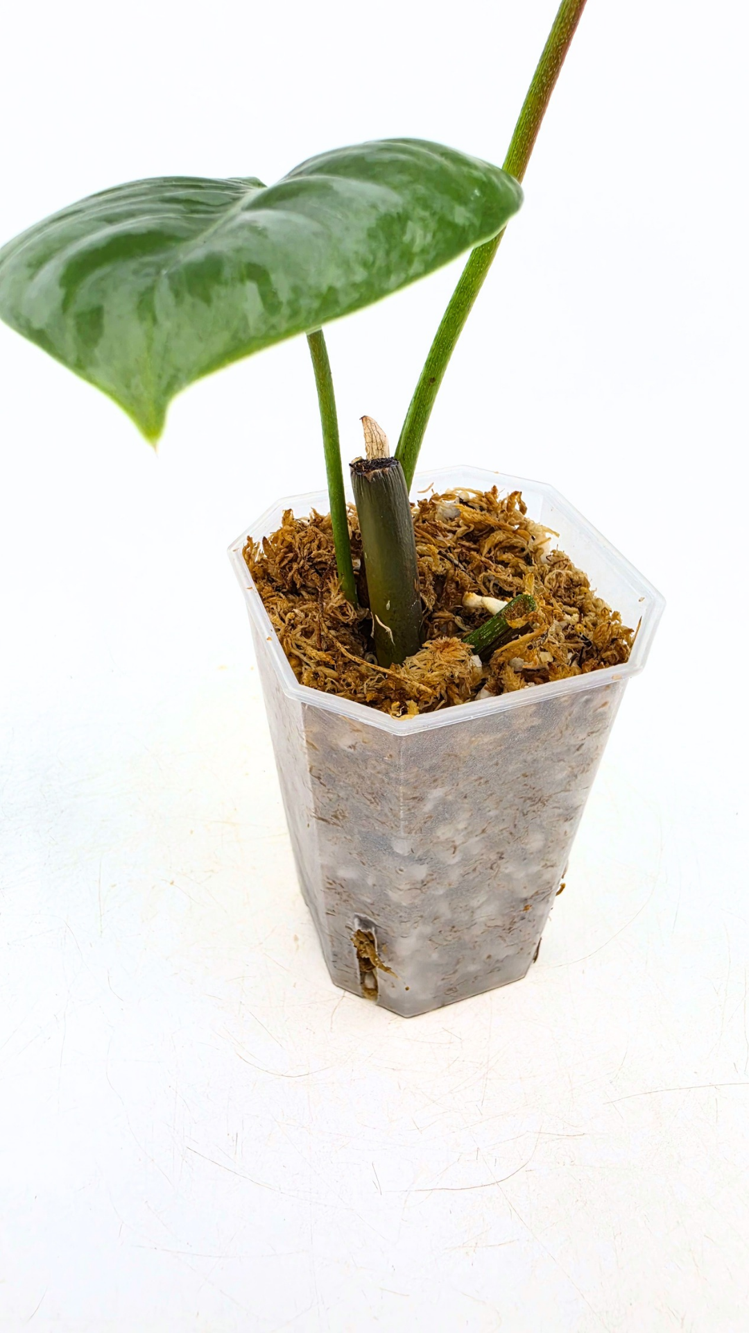 Uncommon indoor plant Philodendron Sodiroi available at rare plant shop The Leaf Gallery in Perth
