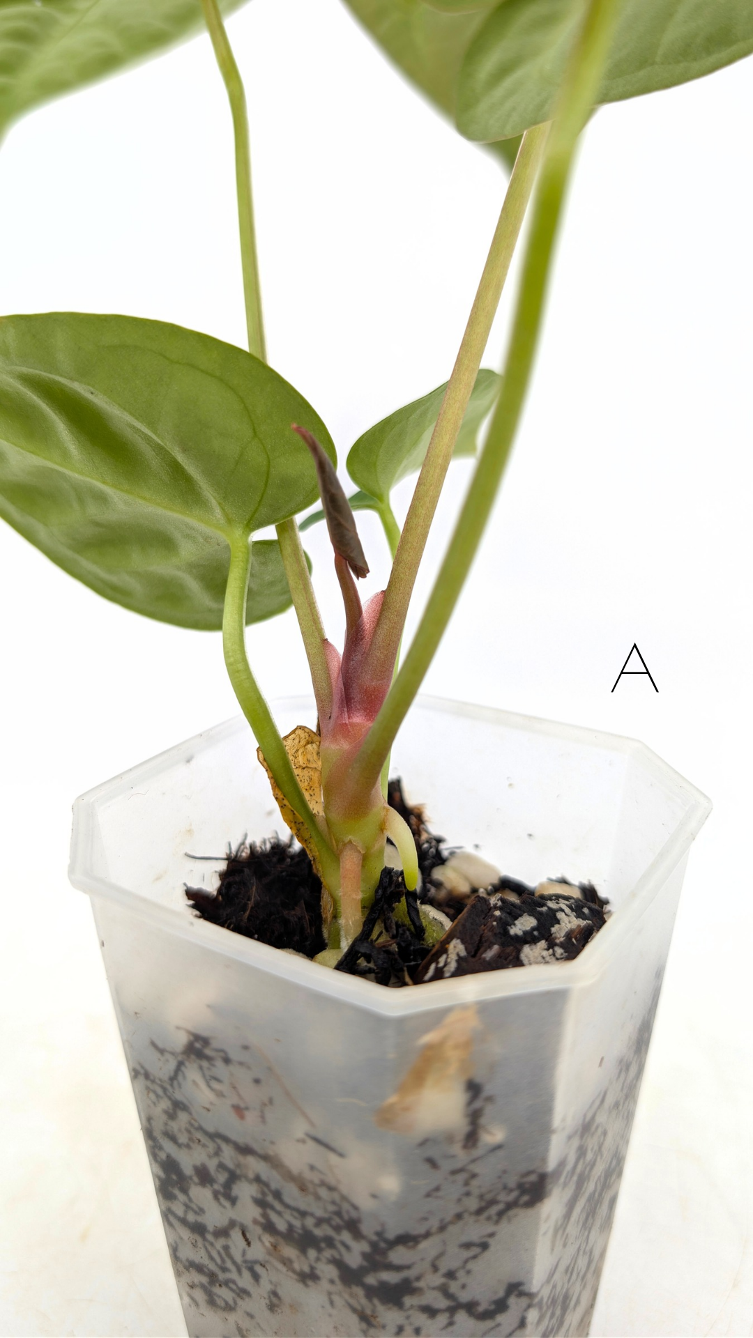 Rare indoor plant Anthurium Magnificum available for sale at rare house plant shop The Leaf Gallery in Perth, Western Australia