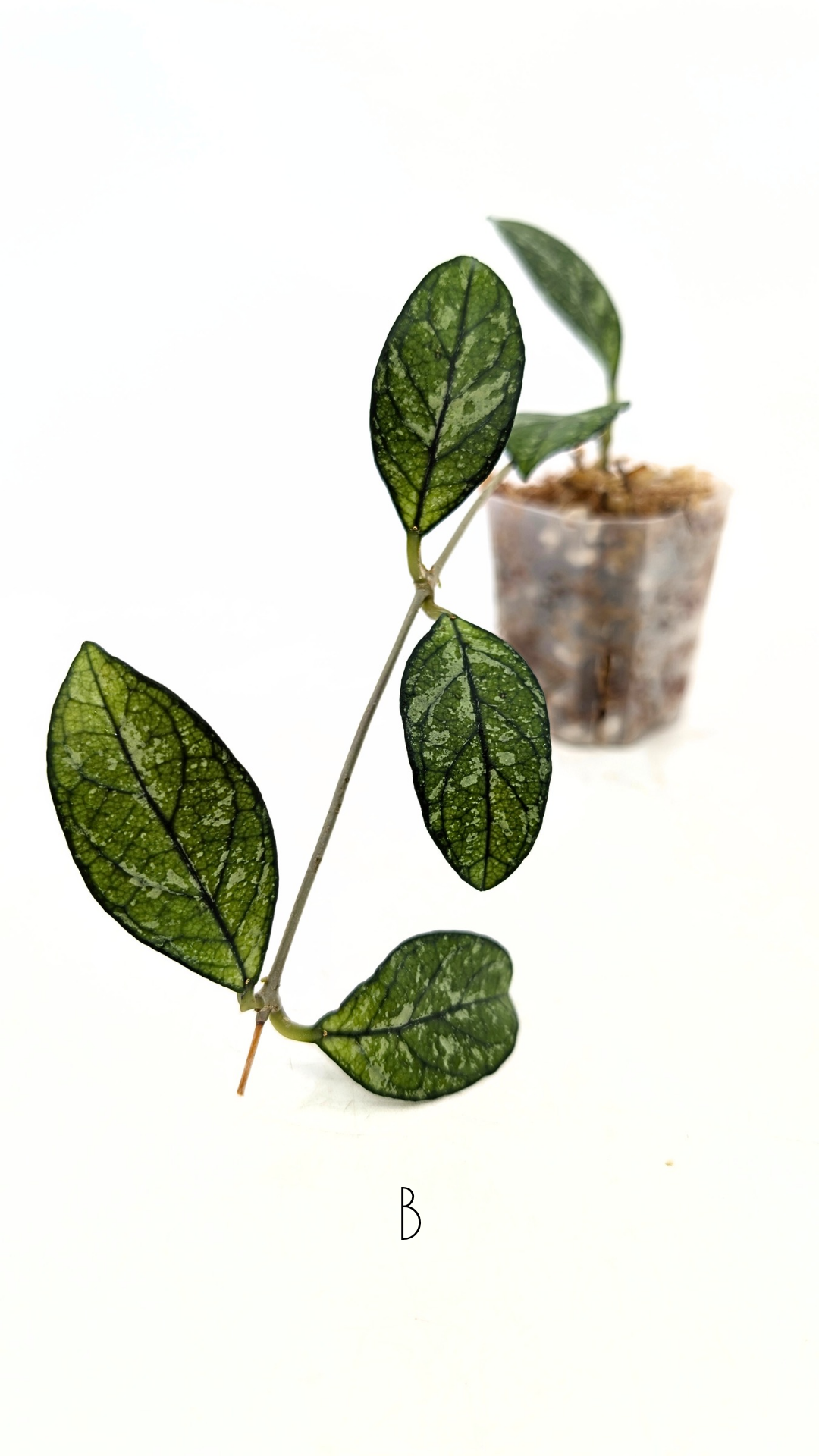 Rare Hoya Crassipetiolata Splash available for sale at rare plant shop The Leaf Gallery in Perth, Western Australia