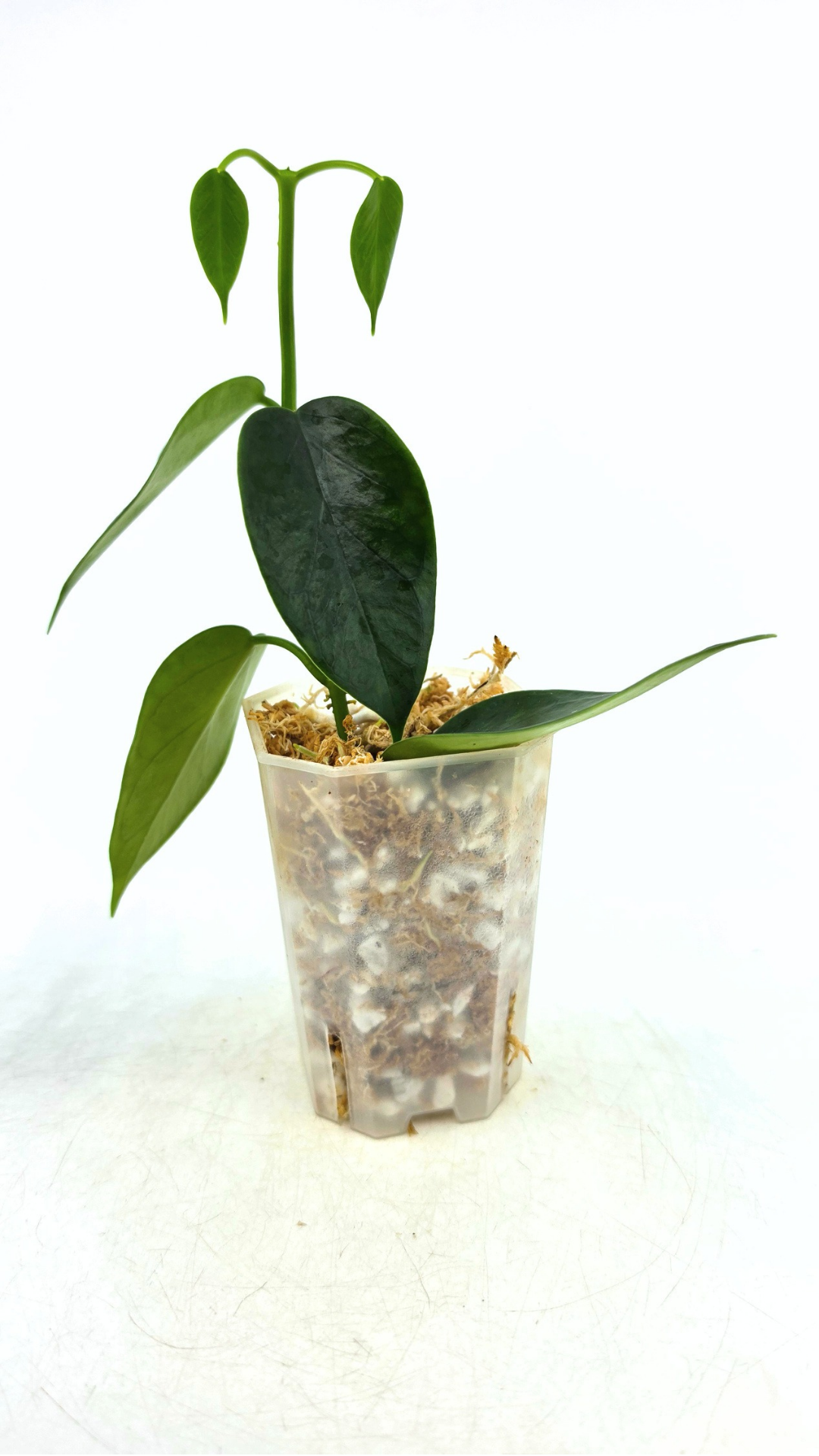 Rare waxplant Hoya Thailandica available for sale at rare plant shop The Leaf Gallery in Perth, Western Australia