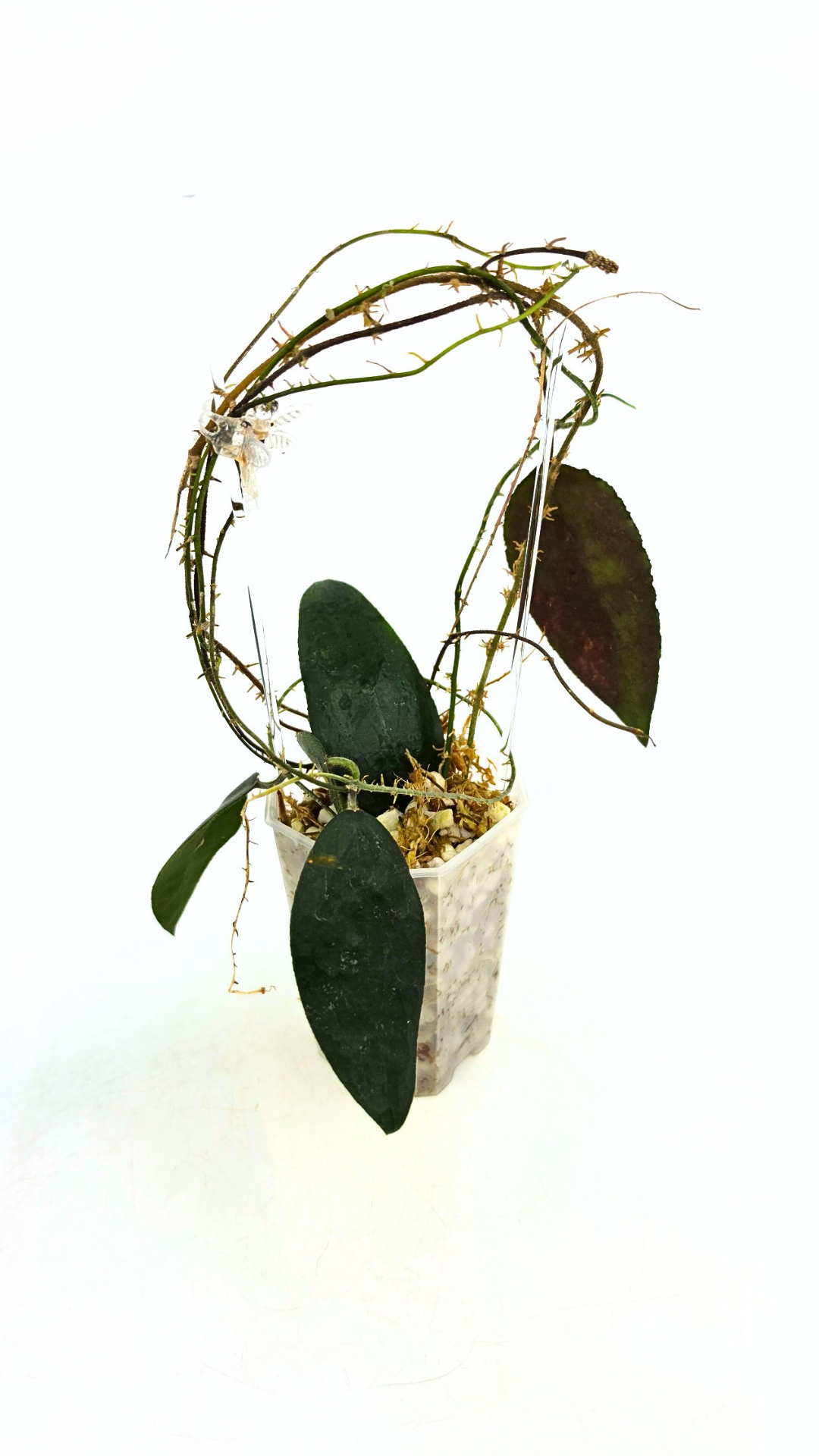 Rare Hoya Caudata Sumatra available for sale by rare indoor plant shop The Leaf Gallery in Perth, Western Australia