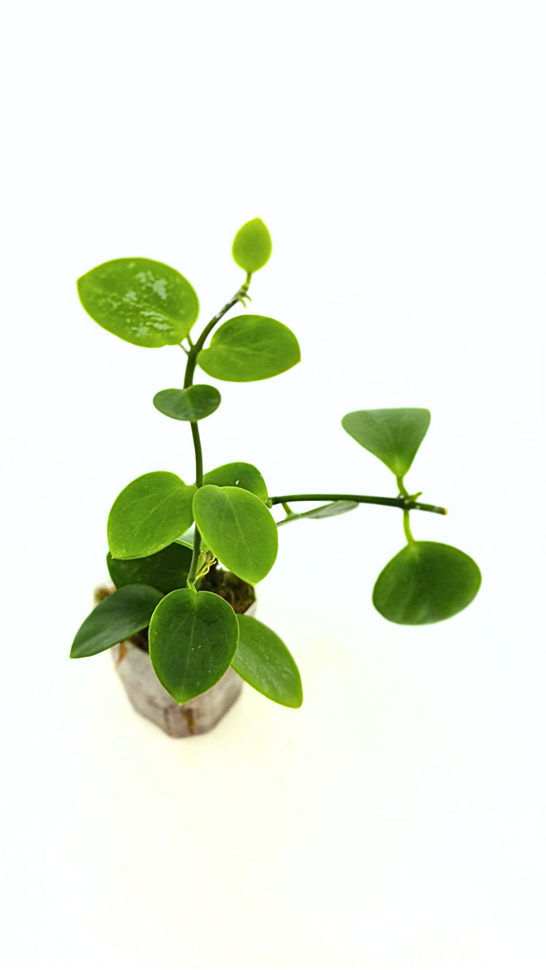 Rare waxplant Hoya Collina Biak Irian Jaya IML1187 available for sale at rare indoor plant shop The Leaf Gallery in Perth, Western Australia