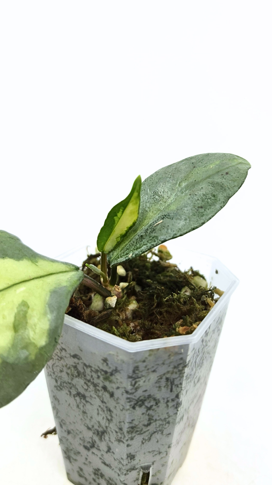 Ultra rare waxplant Hoya Argentea Princess available at rare hoya shop the Leaf Gallery in Perth, Western Australia. Rare hoya Argentea Princess is a varigated form of Hoya Nova Ghost