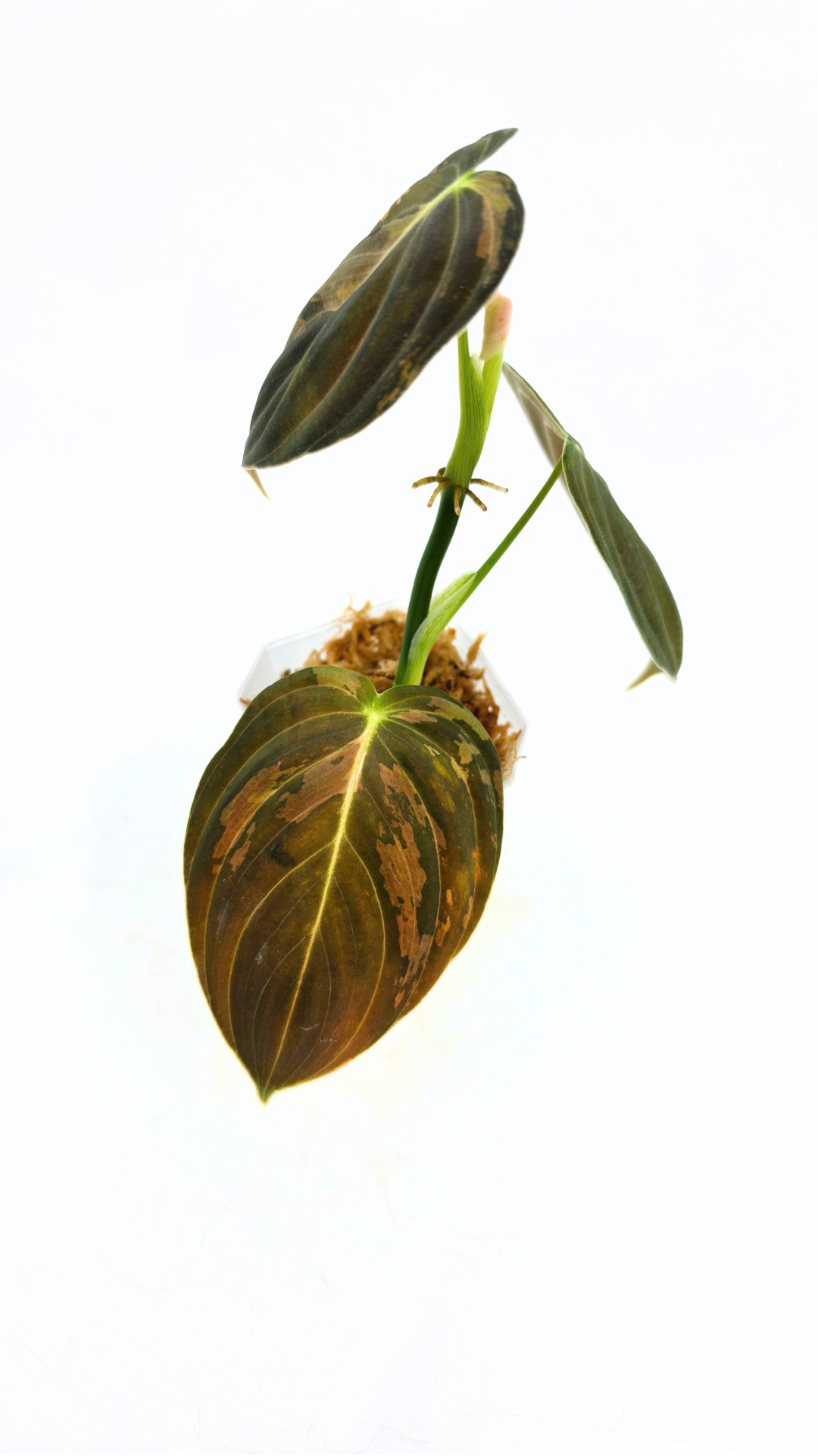 Rare plant Philodendron Melanochrysum Varigated available for sale at rare plant shop The Leaf Gallery in Perth, Western Australia