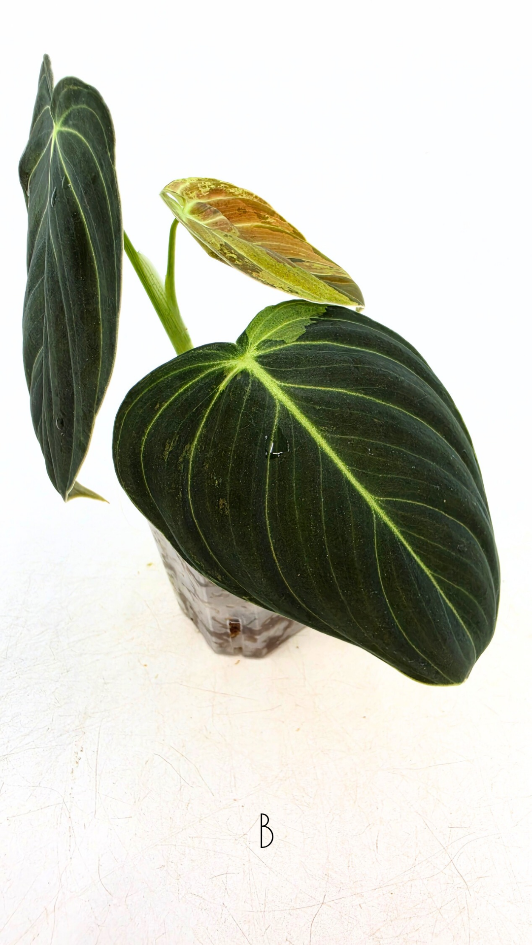 Rare plant Philodendron Melanochrysum Varigated available for sale at rare plant shop The Leaf Gallery in Perth, Western Australia
