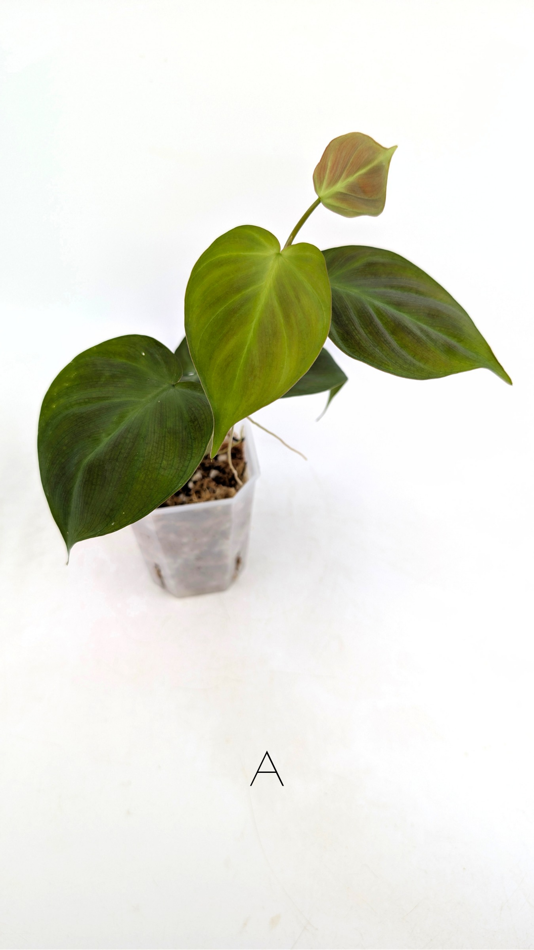 Uncommon indoor plant Philodendron Camposportoanum available for sale at rare house plant shop The Leaf Gallery in Perth, Western Australia