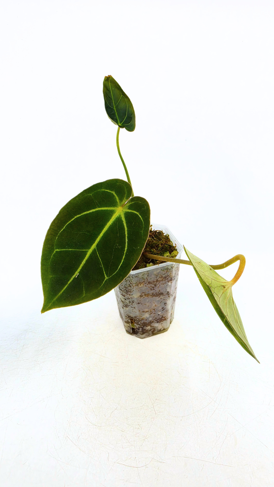 Rare anthurium hybrid Dark Forgetii X Bessae Aff available for sale at rare houseplant shop The Leaf Gallery in Perth, Western Australia