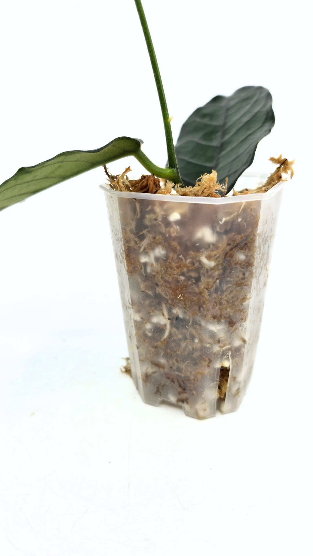 Rare waxplant Hoya Globulosa Cao Bang available for sale at rare plant shop The Leaf Gallery in Perth, Western Australia