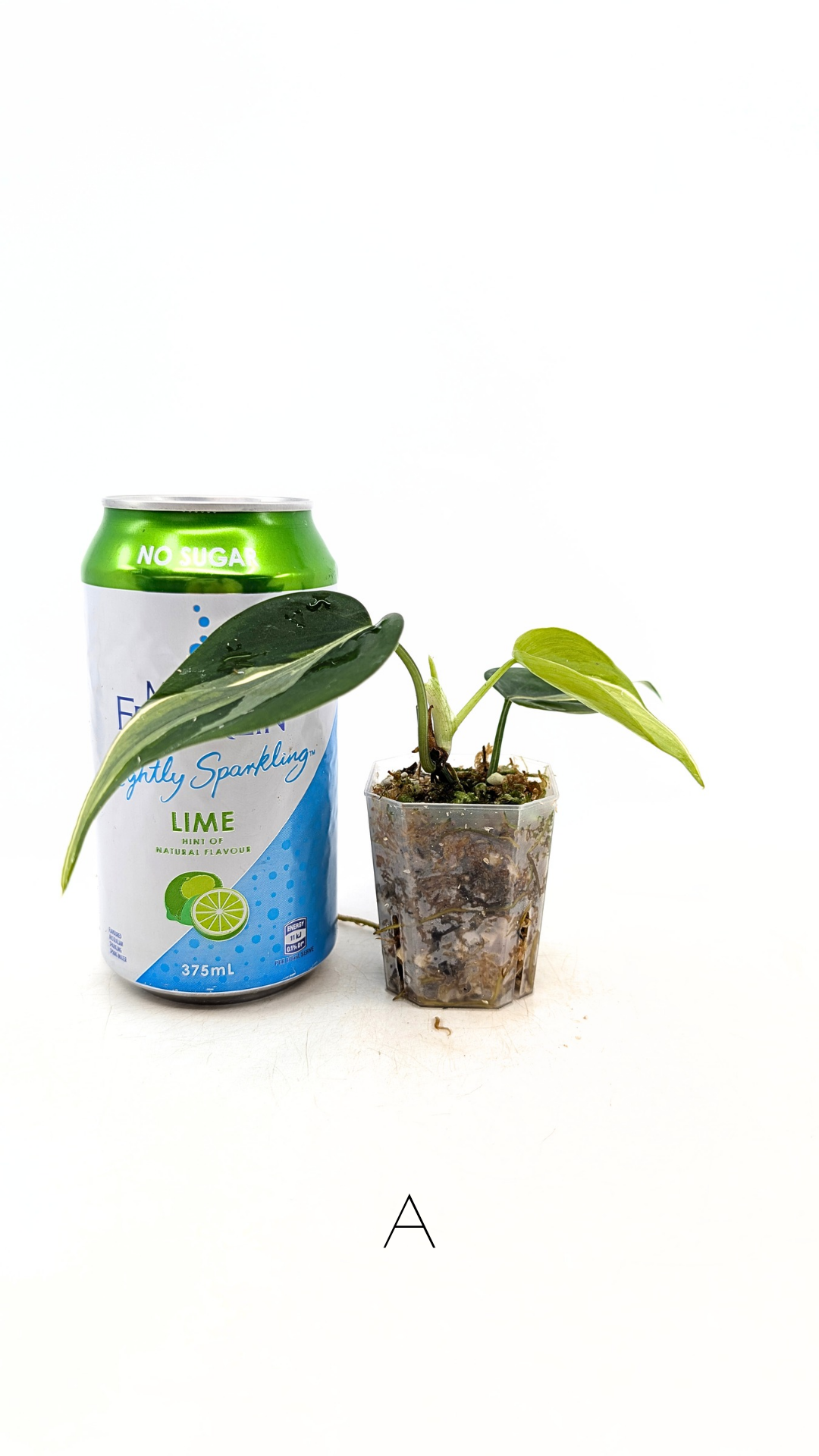 Rare indoor plant Philodendron Rio available at rare plant shop The Leaf Gallery in Perth, Western Australia.