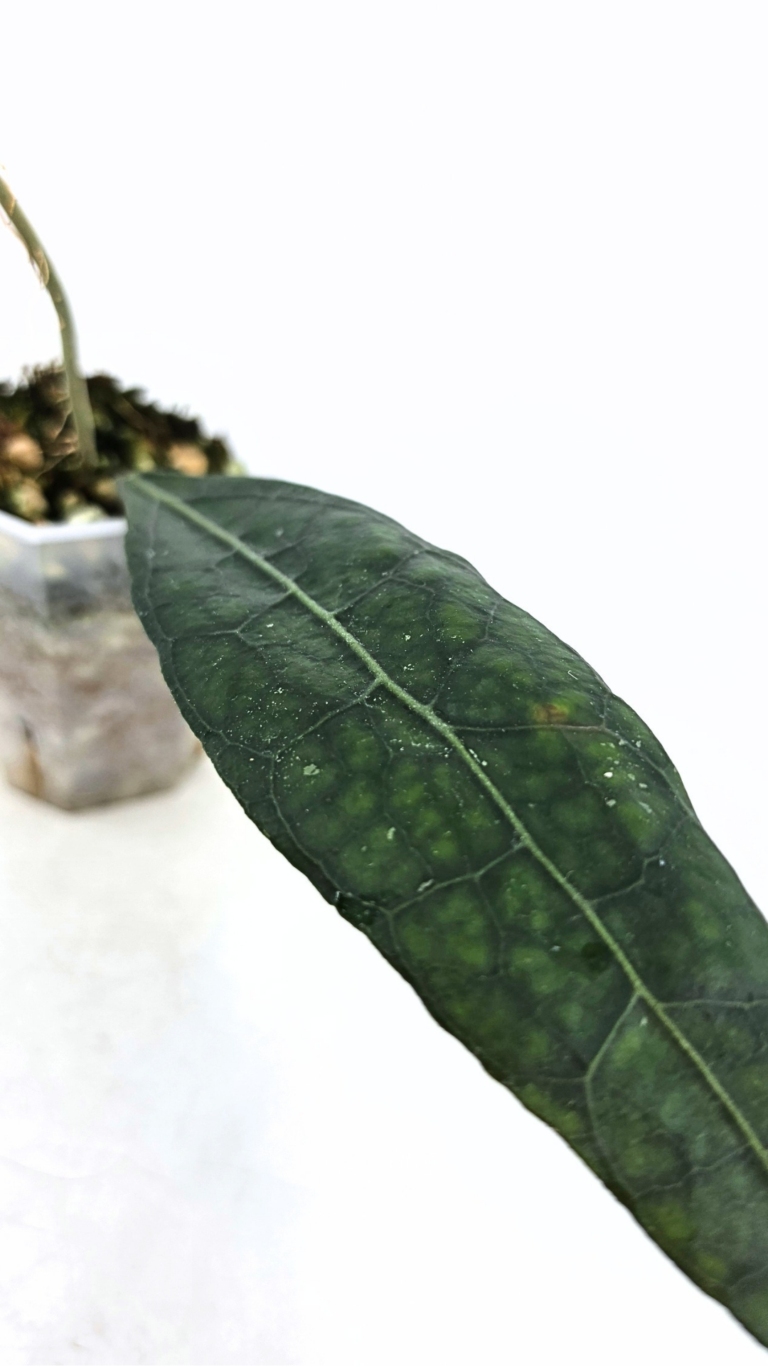 Rare Wax Plant Hoya Clemensiorum available for sale at rare house plant shop The Leaf Gallery in Perth, Western Australia