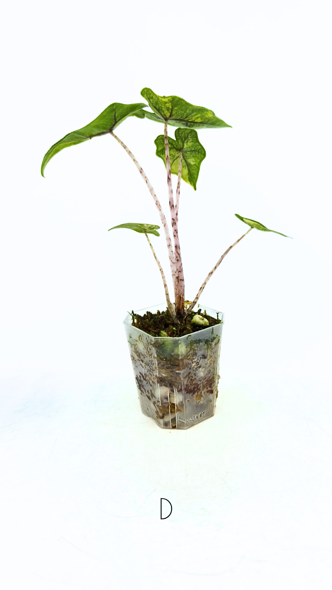 Rare indoor plant Alocasia Jacklyn Variegated available for sale at rare house plant shop The Leaf Gallery in Perth, Western Australia..png