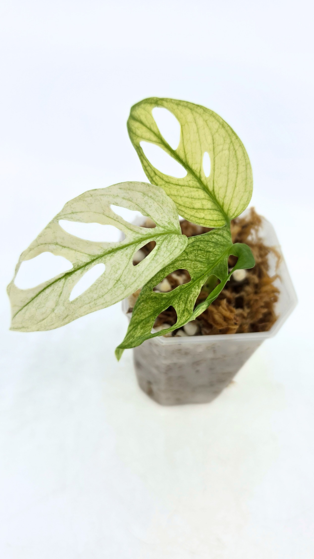 Rare indoor plant Monstera Adansonii or Monstera Swisscheese varigated grown, propagated by rare plant shop The Leaf Gallery in Perth, Western Australia