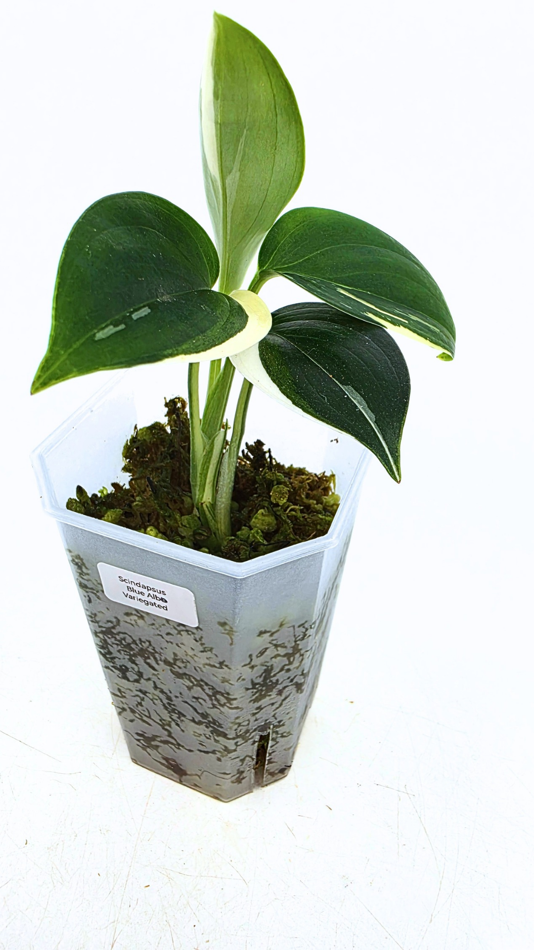 Rare plant Scindapsus Blue Albo Varigated available at rare plant shop The Leaf Gallery in Perth, Western Australia