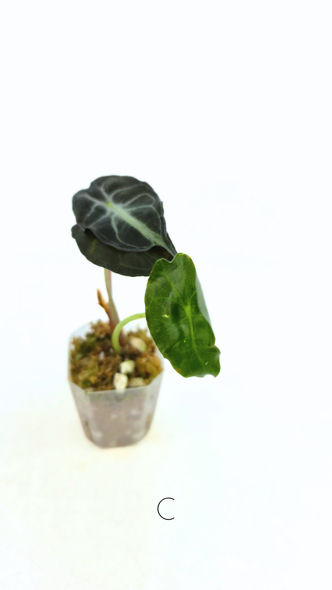 Rare indoor plant Alocasia Venom available for sale at rare house plant shop The Leaf Gallery in Perth, Western Australia.