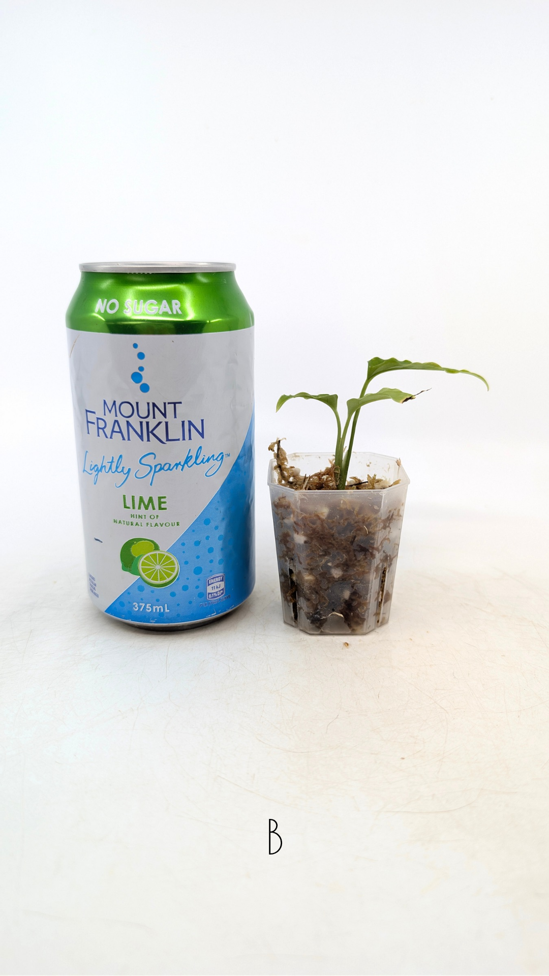 Rare indoor plant Monstera Obliqua Peru available for sale at rare house plant shop The Leaf Gallery in Perth, Western Australia