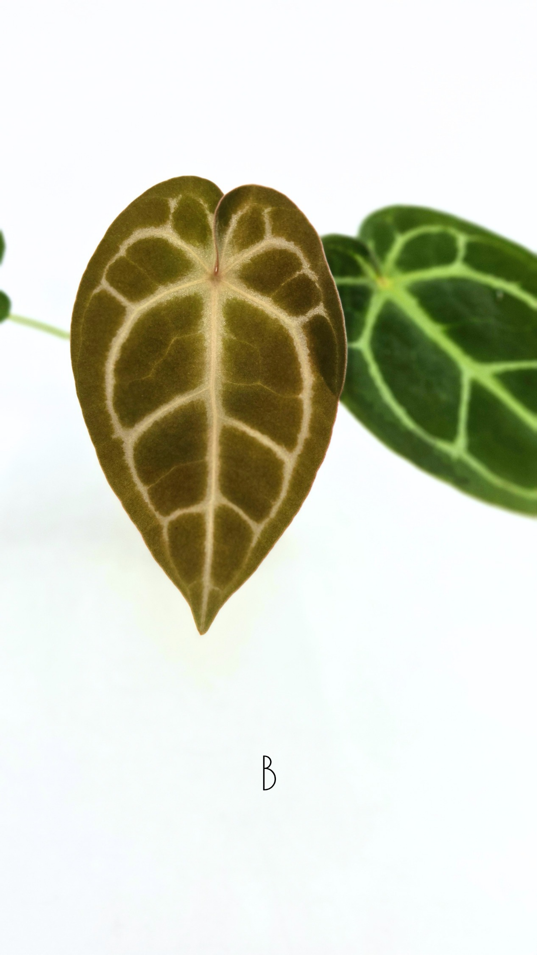 Rare anthurium hybrid Anthurium Dark Forgetii x Bessae Aff X Anthurium Michelle by The Leaf Gallery in Perth, Western Australia