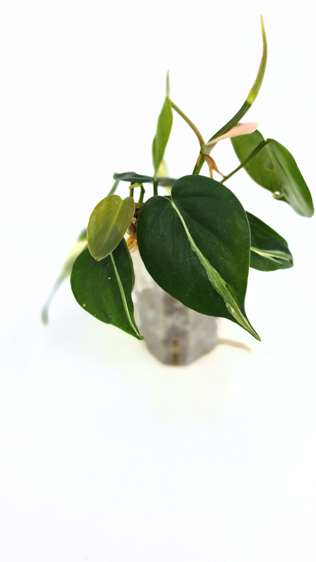 Rare indoor plant Philodendron Rio available at rare plant shop The Leaf Gallery in Perth, Western Australia.