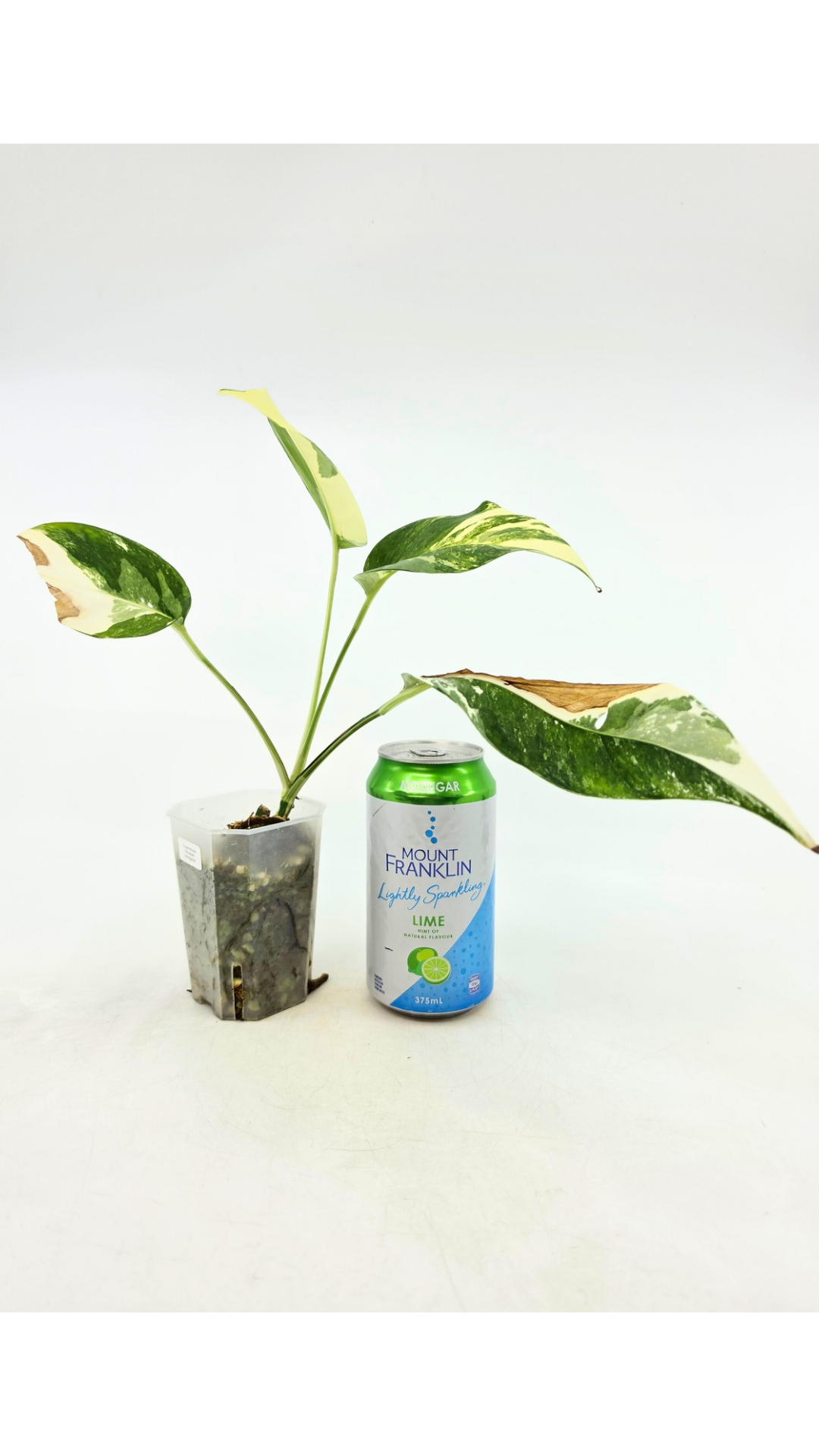 Rare plant Epipremnum Pinnatum Varigated available for sale at rare plant shop The Leaf Gallery in Perth, Western Australia