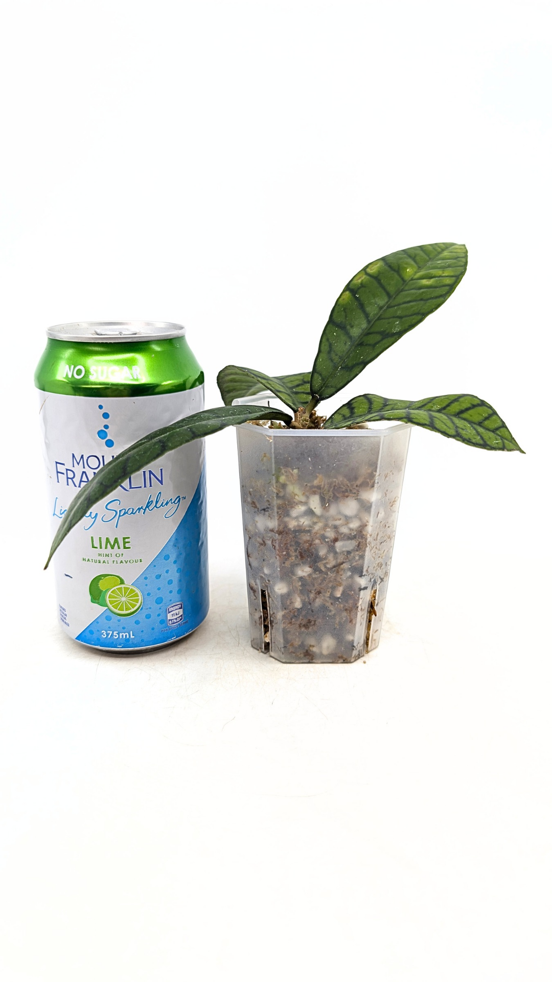 Rare Indoor Wax Plant Hoya Callistophylla sp Kalimantan available for sale at rare indoor plant shop the Leaf Gallery in Perth, Western Australia