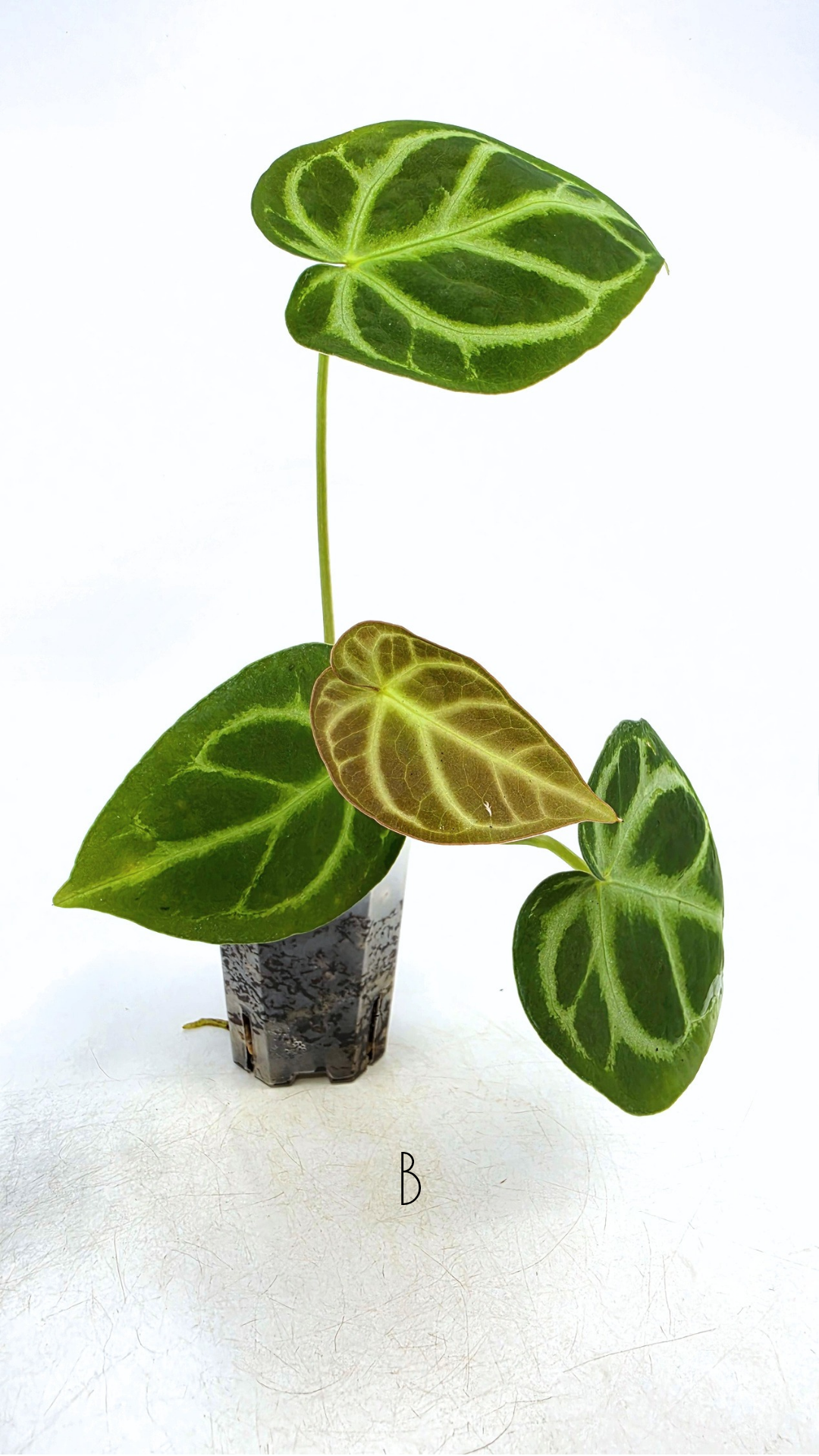 Rare indoor plant Anthurium Magnificum available for sale at rare house plant shop The Leaf Gallery in Perth, Western Australia