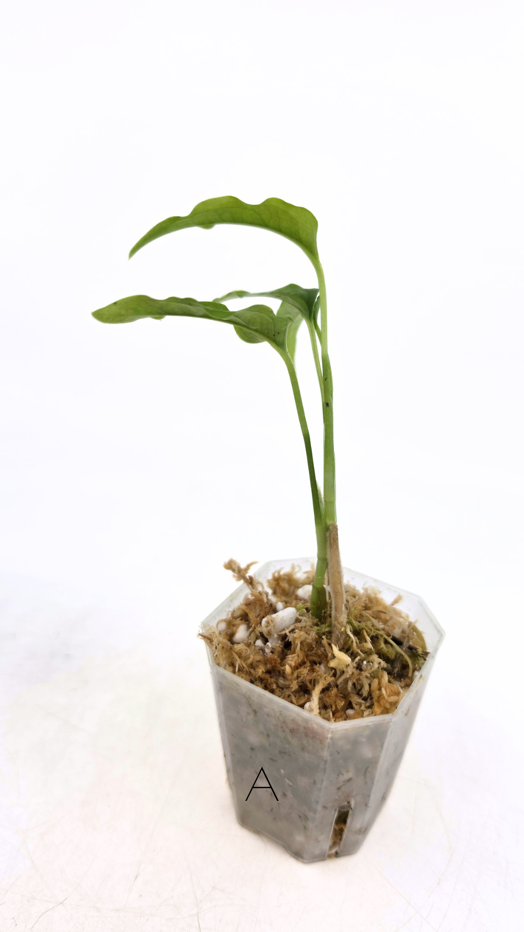 Rare indoor plant Monstera Obliqua Peru available for sale at rare house plant shop The Leaf Gallery in Perth, Western Australia