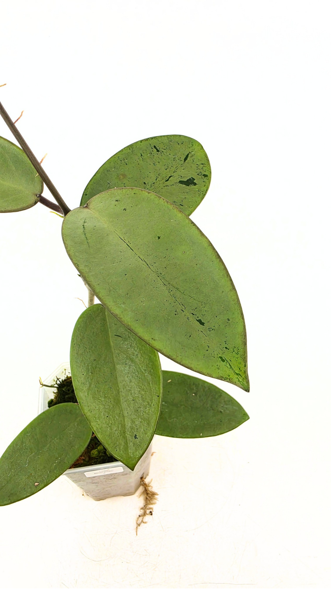 Rare waxplant Hoya Silver Dollar available for sale at rare indoor plant shop The Leaf Gallery in Perth, Western Australia