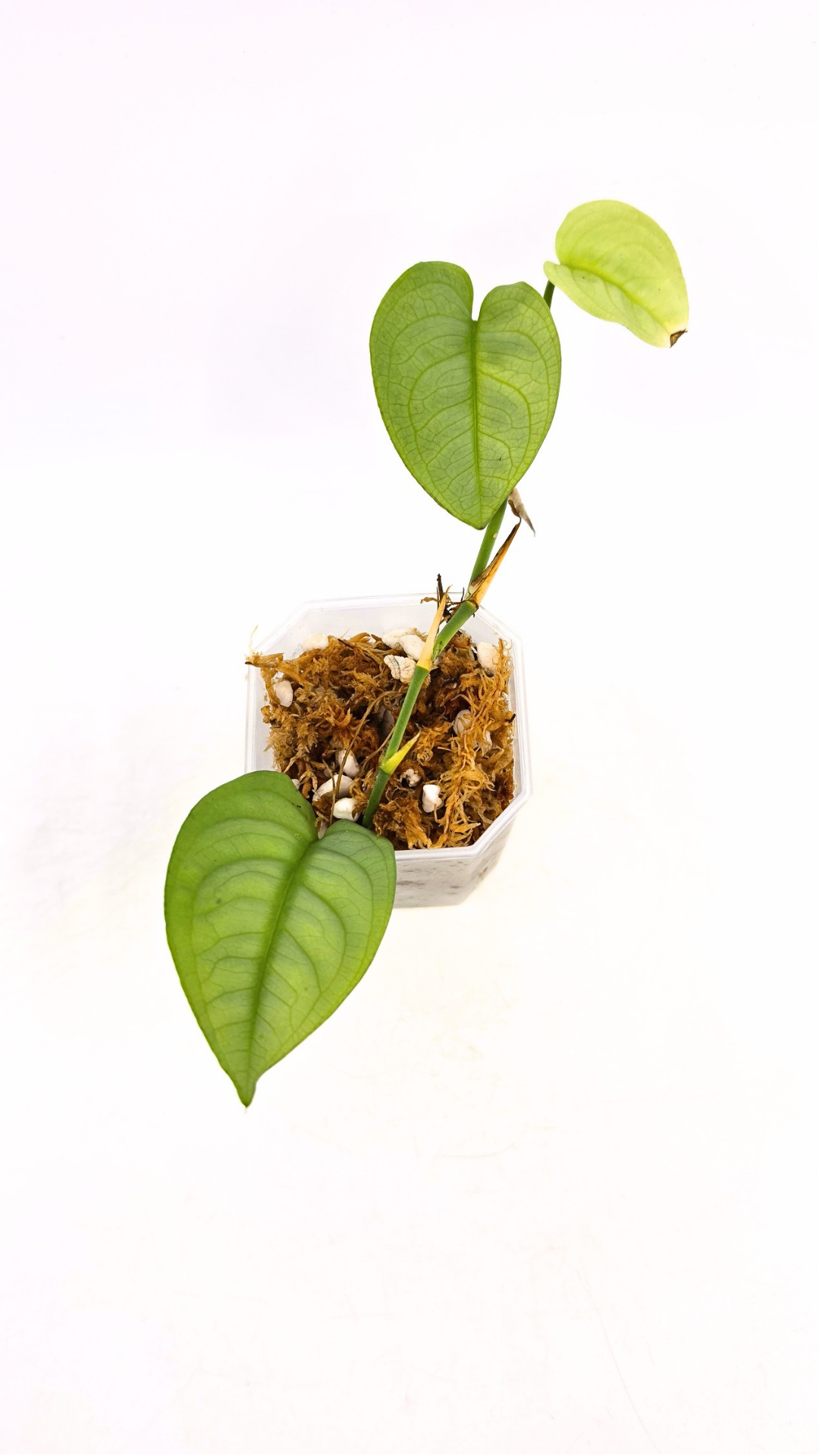 Rare plant Anadendrum Affine often mislabeled as rare Scindapsus Lucens available at rare plant shop The Leaf Gallery in Perth, Western Australia