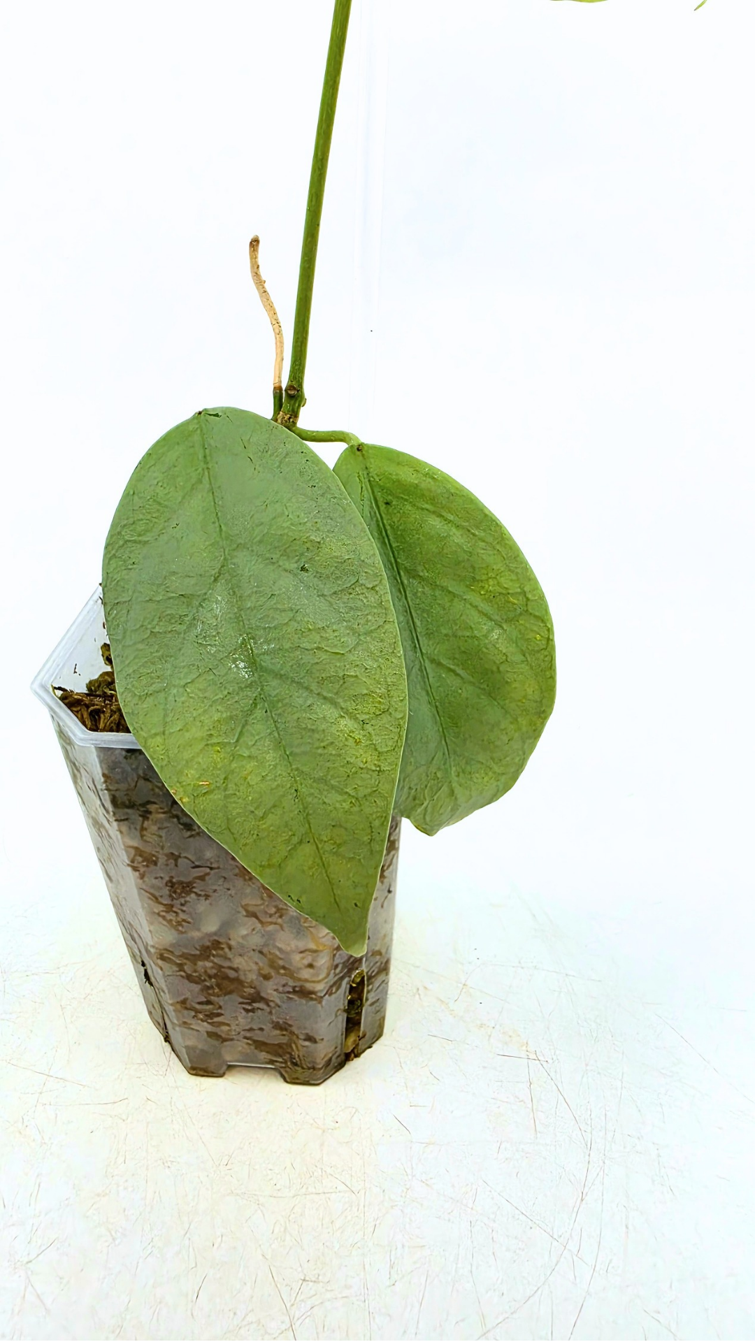 Rare waxplant Hoya Coriacea Silver available for sale at rare indoor plant shop The Leaf Gallery in Perth, Western Australia