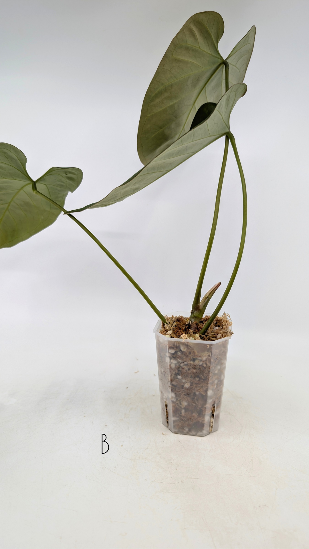 Uncommon indoor plant Anthurium Bosworth Beauty x Crystallinum available for sale at rare plant shop The Leaf Gallery in Perth, Western Australia