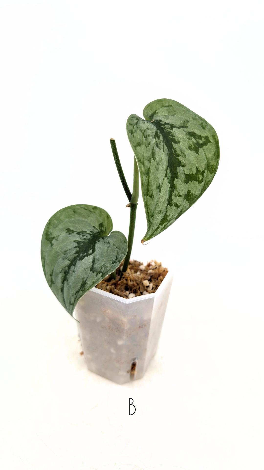 Rare indoor plant Scindapsus silver cloud available for sale at rare plant shop The Leaf Gallery in Perth, Western Australia