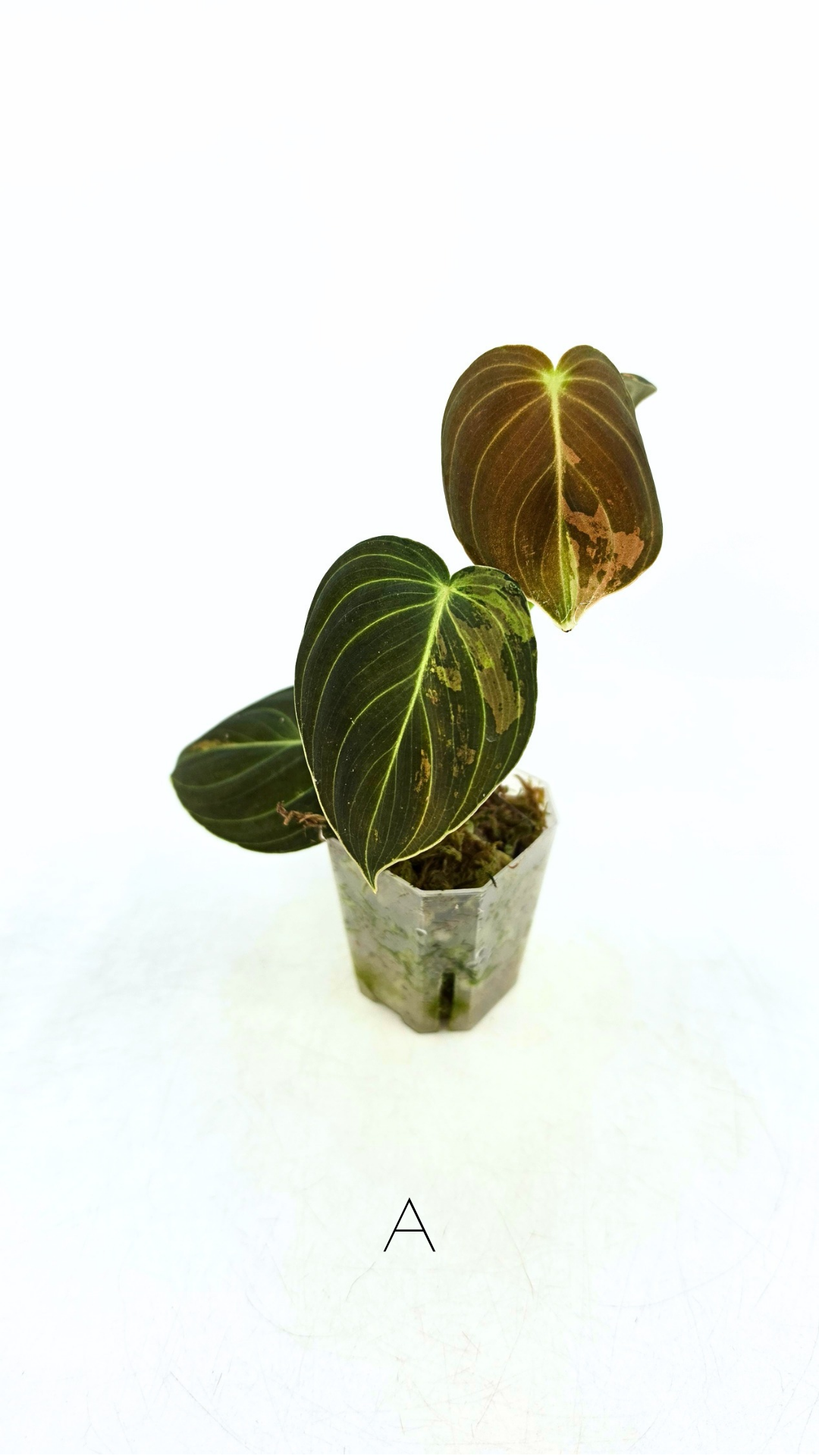 Rare plant Philodendron Melanochrysum Varigated available for sale at rare plant shop The Leaf Gallery in Perth, Western Australia