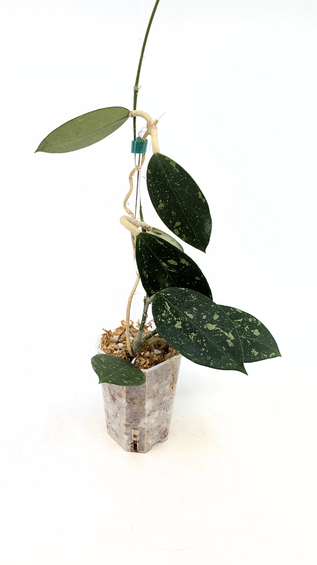 Single plants upload_20251208_171351_0001.png
