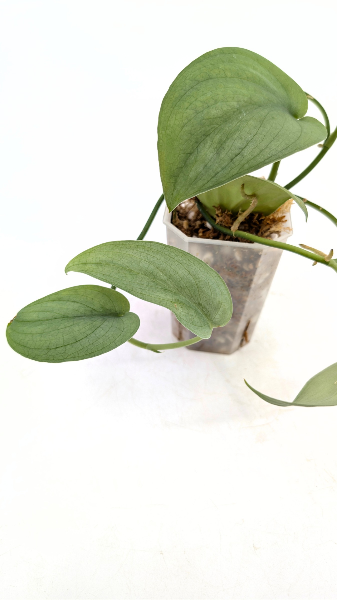 Rare indoor plant Scindapsus Platinum available for sale at rare plant shop The Leaf Gallery in Perth, Western Australia