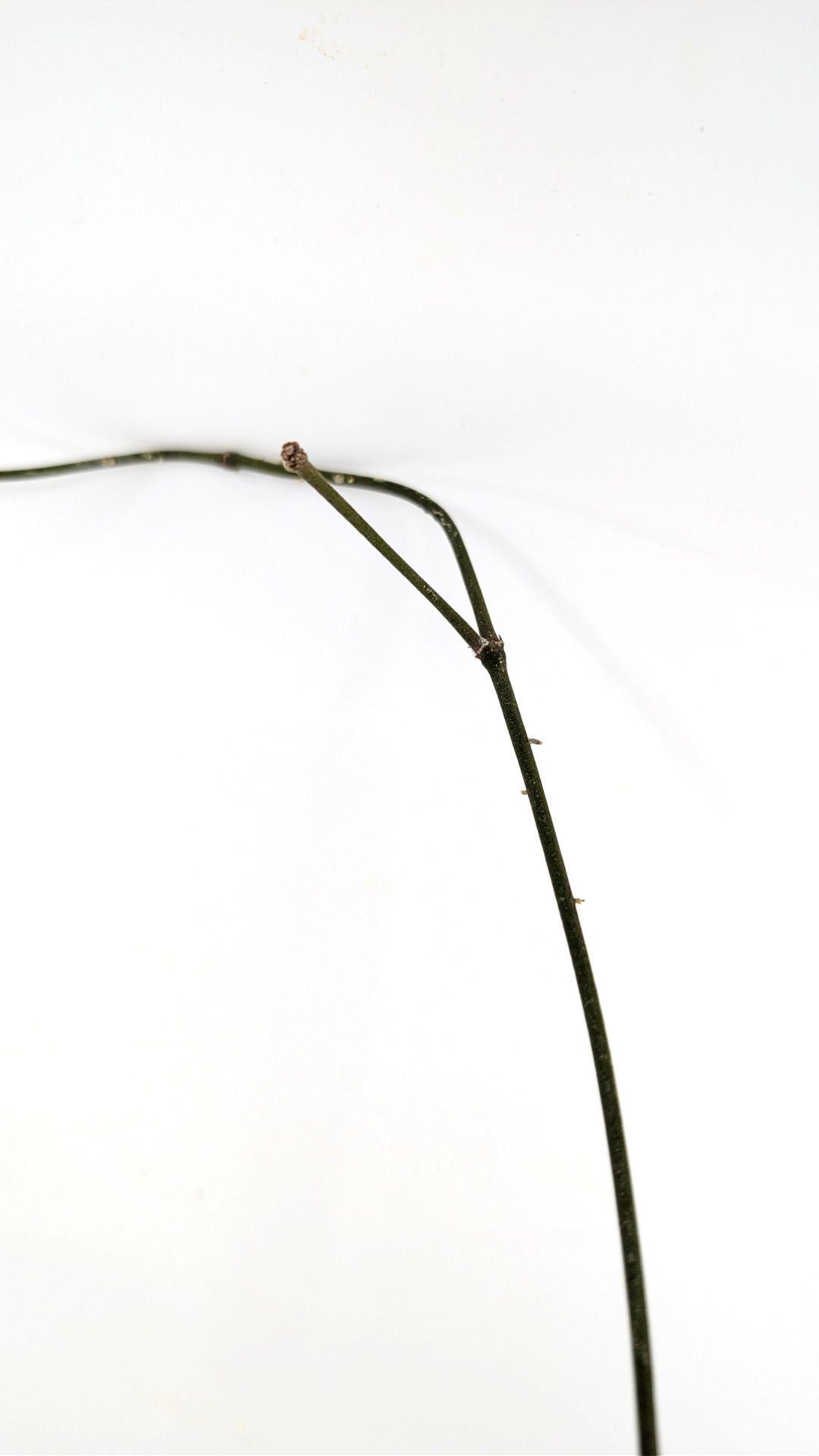 Rare waxplant Hoya Rangsan available for sale at rare plant shop The Leaf Gallery in Perth, Western Australia