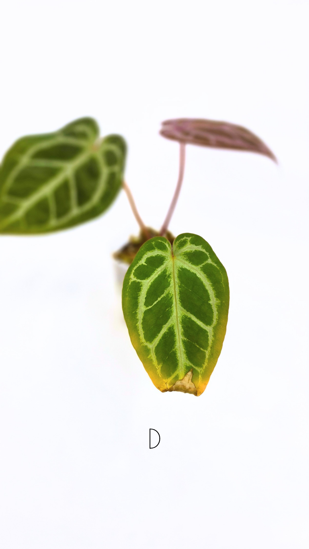 Rare anthurium hybrid Anthurium red dorayaki mutation with Anthurium Michelle by The Leaf Gallery in Perth, Western Australia
