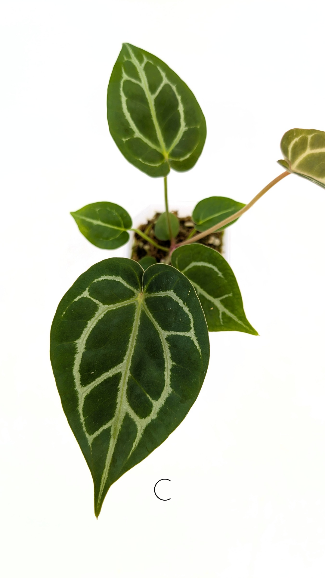 Rare anthurium hybrid Anthurium Dark Forgetii x Bessae Aff X Anthurium Michelle by The Leaf Gallery in Perth, Western Australia