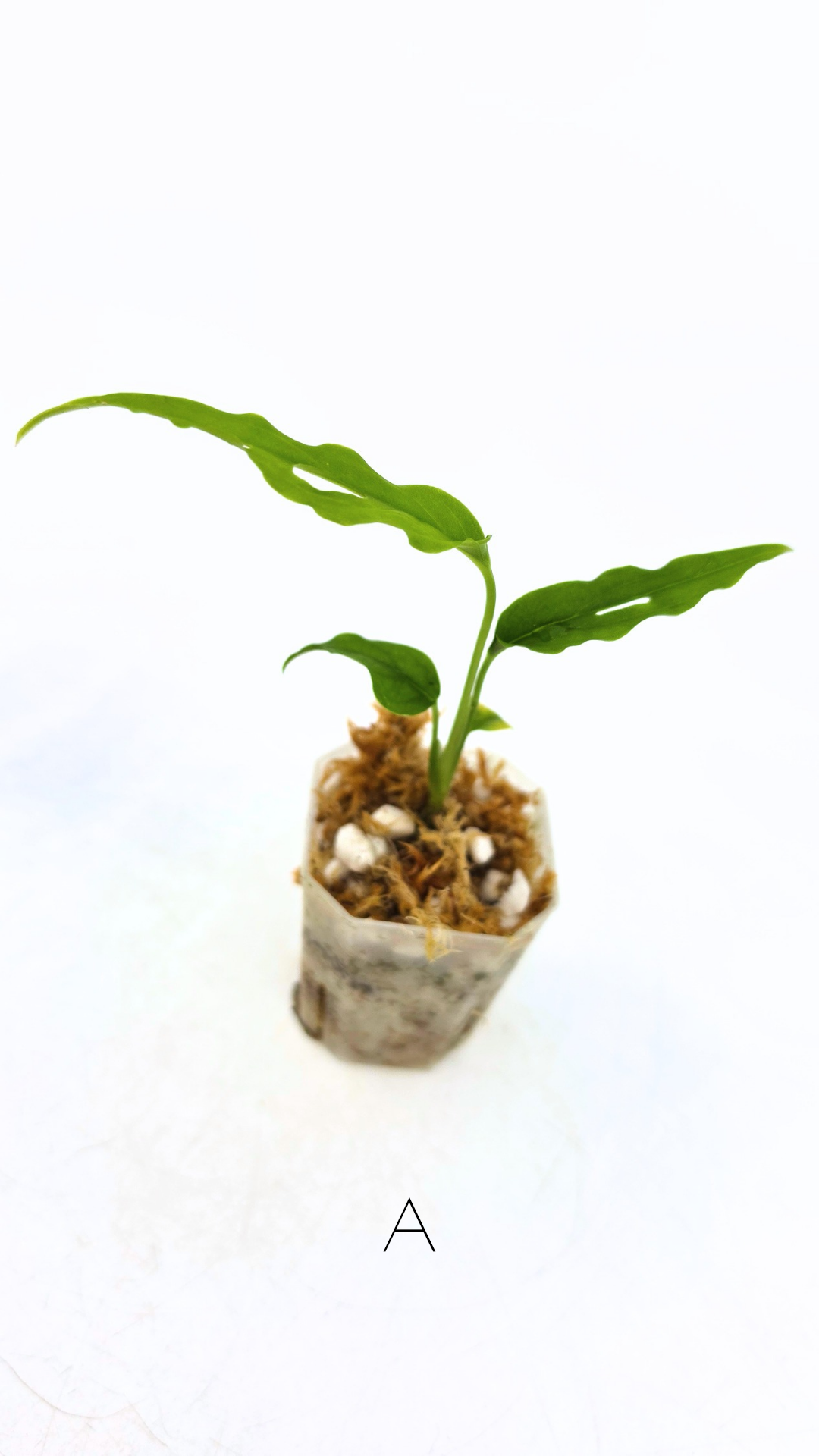Rare indoor plant Monstera Obliqua Peru available for sale at rare house plant shop The Leaf Gallery in Perth, Western Australia